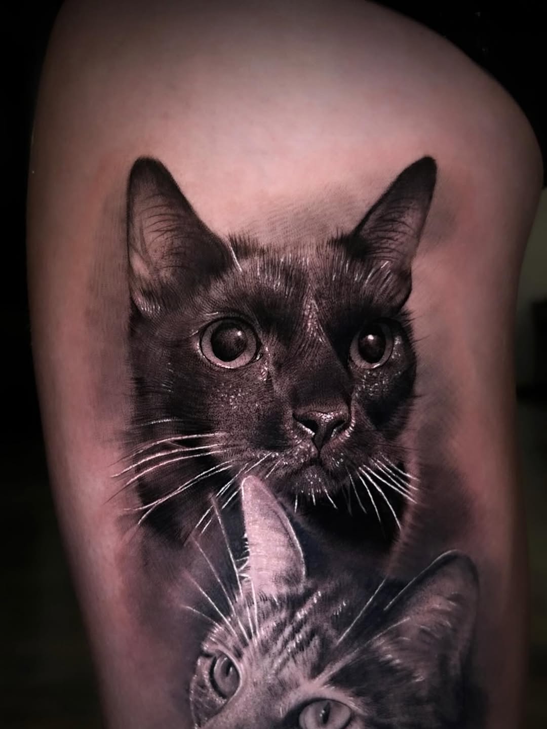 Two cats realism tattoo on the forearm by Dallas Corsmeier