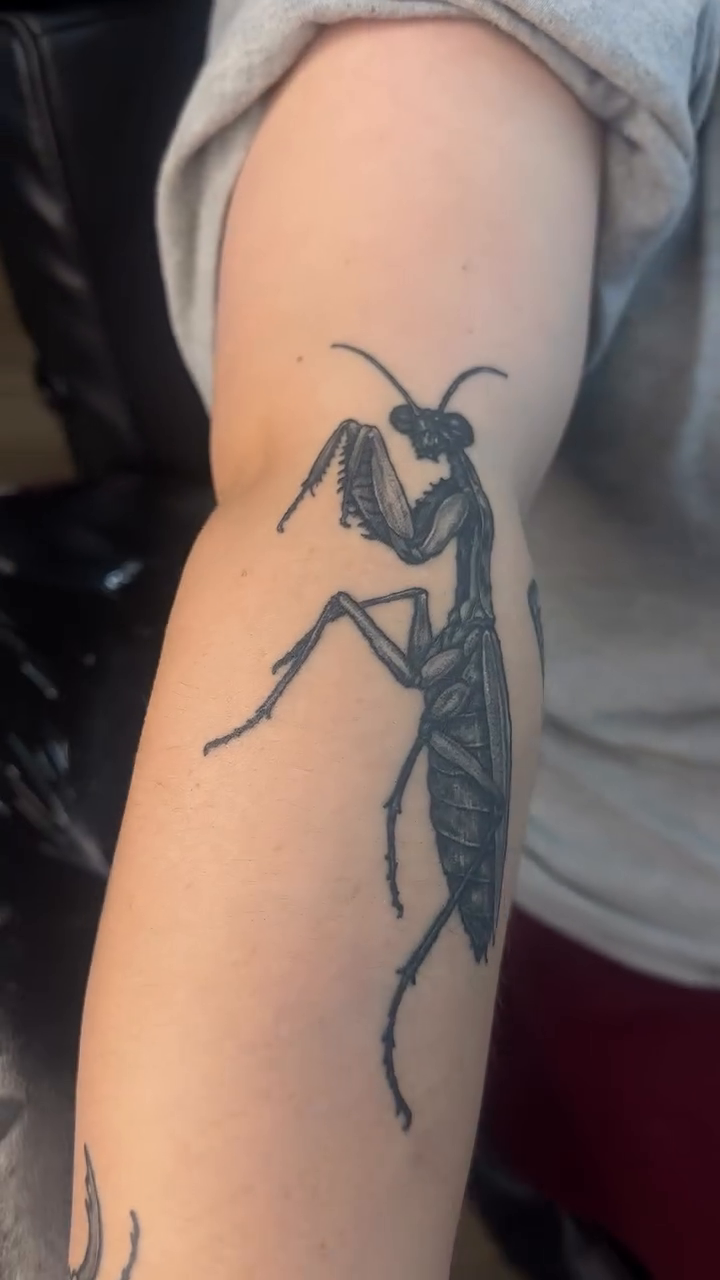 Collection of insects fine line tattoo on the forearm by TC 🧚🏽, Columbus, OH