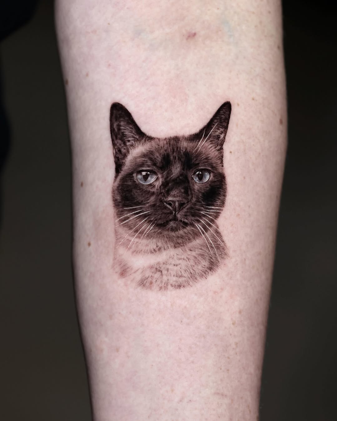 Siamese cat portrait realism tattoo on the forearm by LA Tattoo Yeono