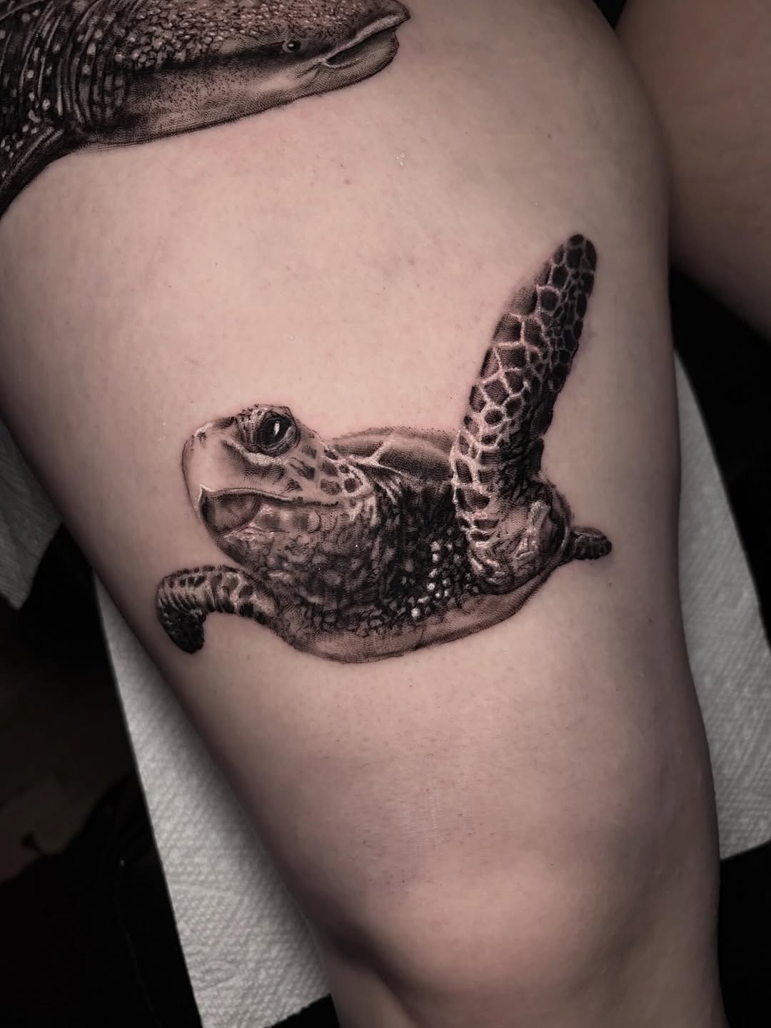 Sea turtle and whale shark fine line tattoo on the thigh by Ashley Denise