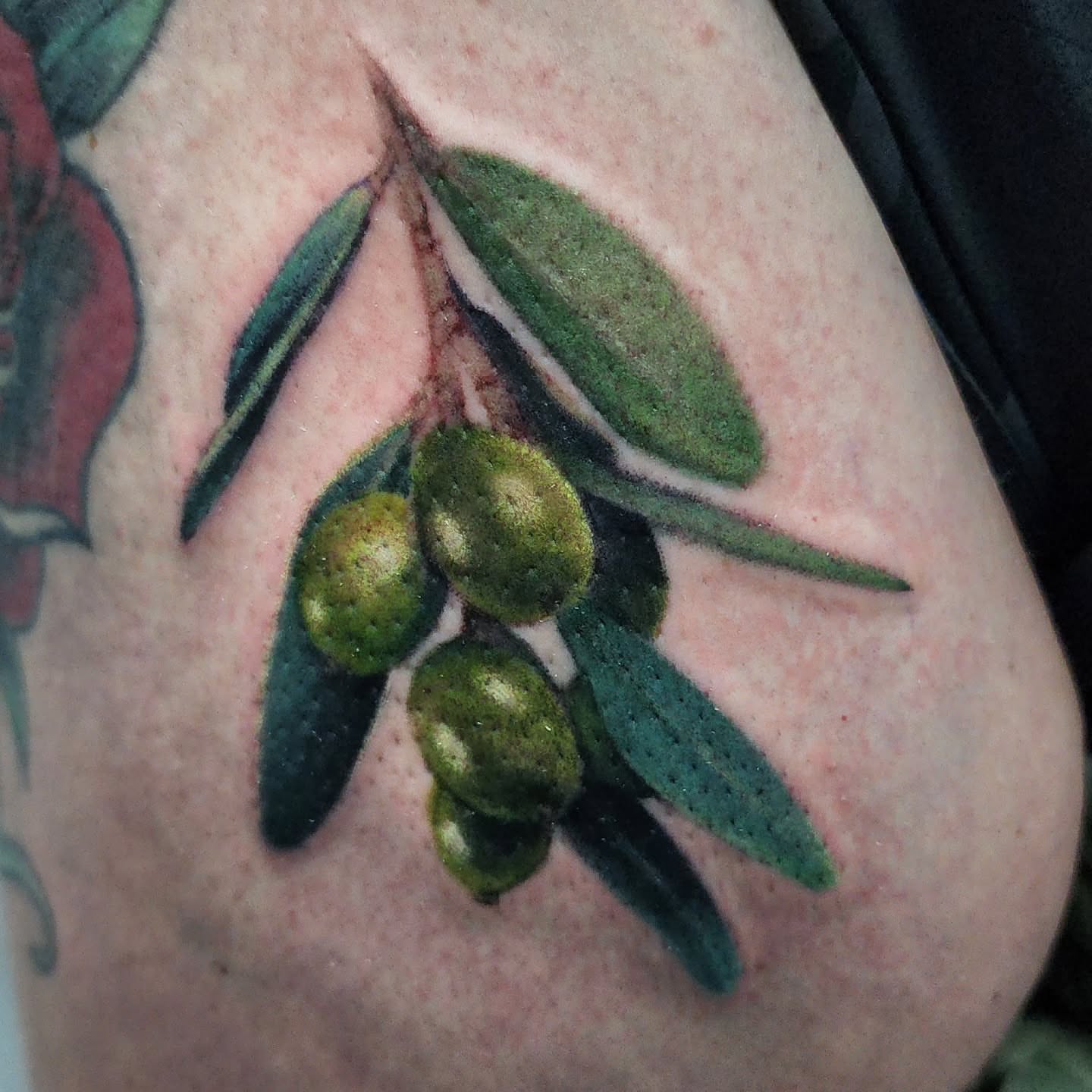 Olive branch realism tattoo on the shoulder by Katie Palmer
