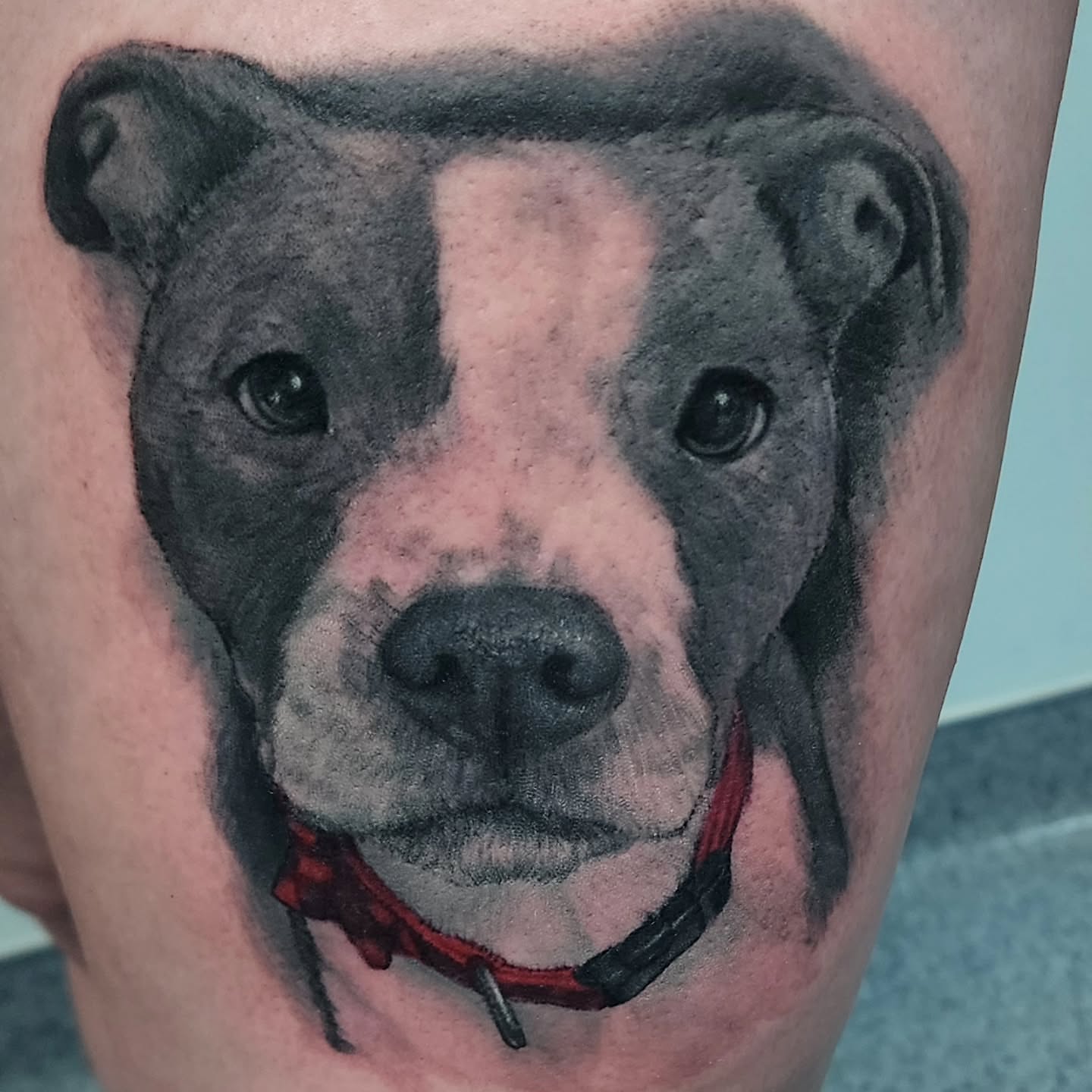 Pit bull realism tattoo on the thigh by Katie Palmer