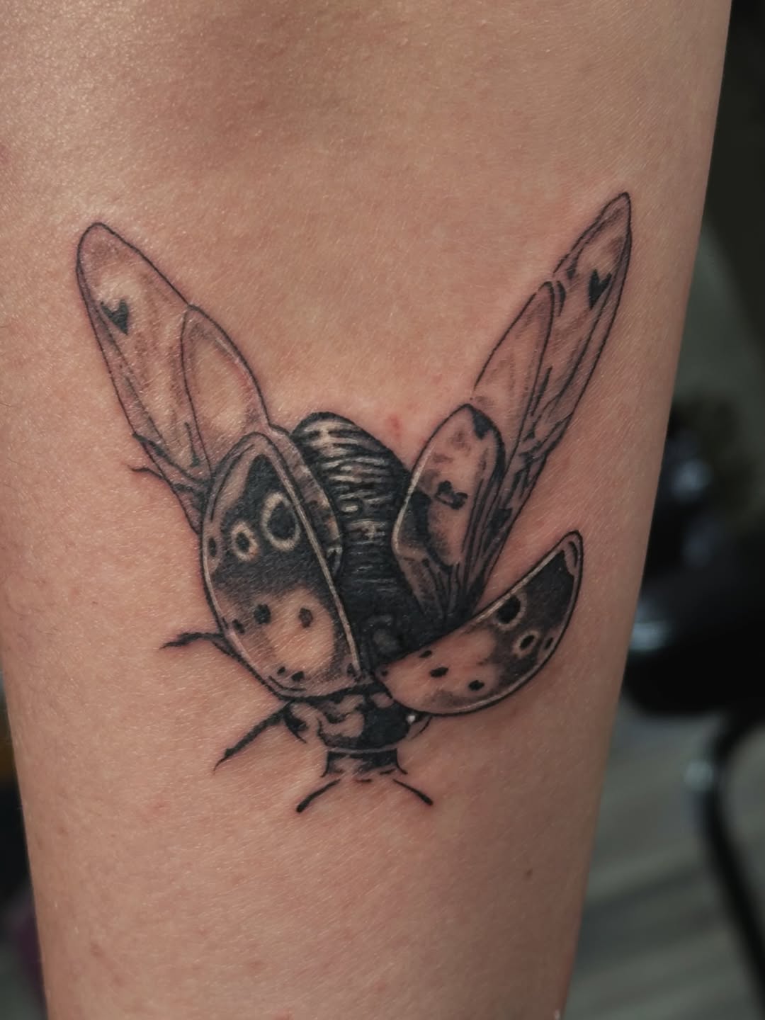 Ladybug fine line tattoo on the forearm by 🌛Jill McDevitt 🌿