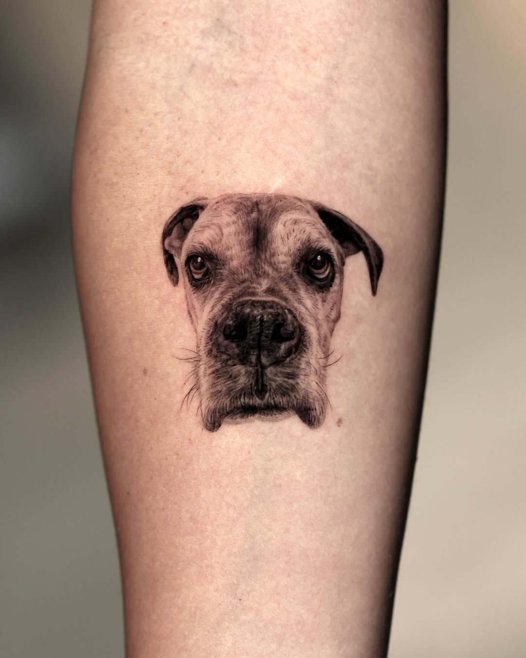 Boxer dog portrait realism tattoo on the forearm by LA Tattoo Yeono