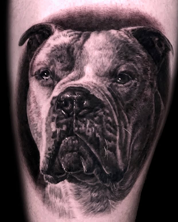 Bulldog realism tattoo on the forearm by ➕d U S T I N C H A R L e S➕, Seattle, Washington