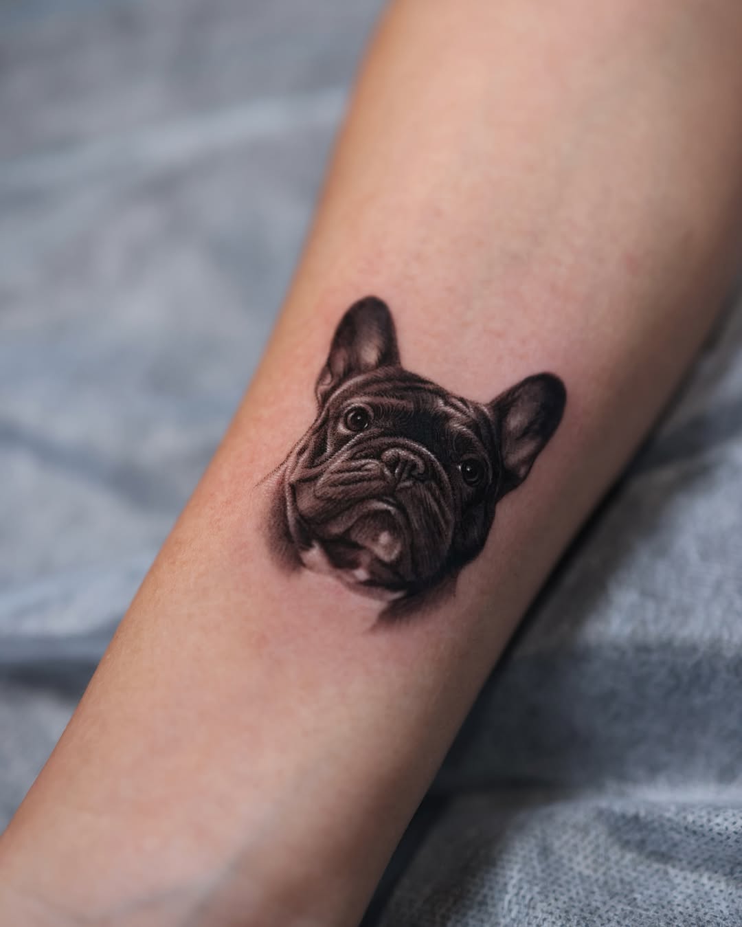 French Bulldog portrait realism tattoo on the forearm by ๐๐ต๐ฒ๐ผ๐ป