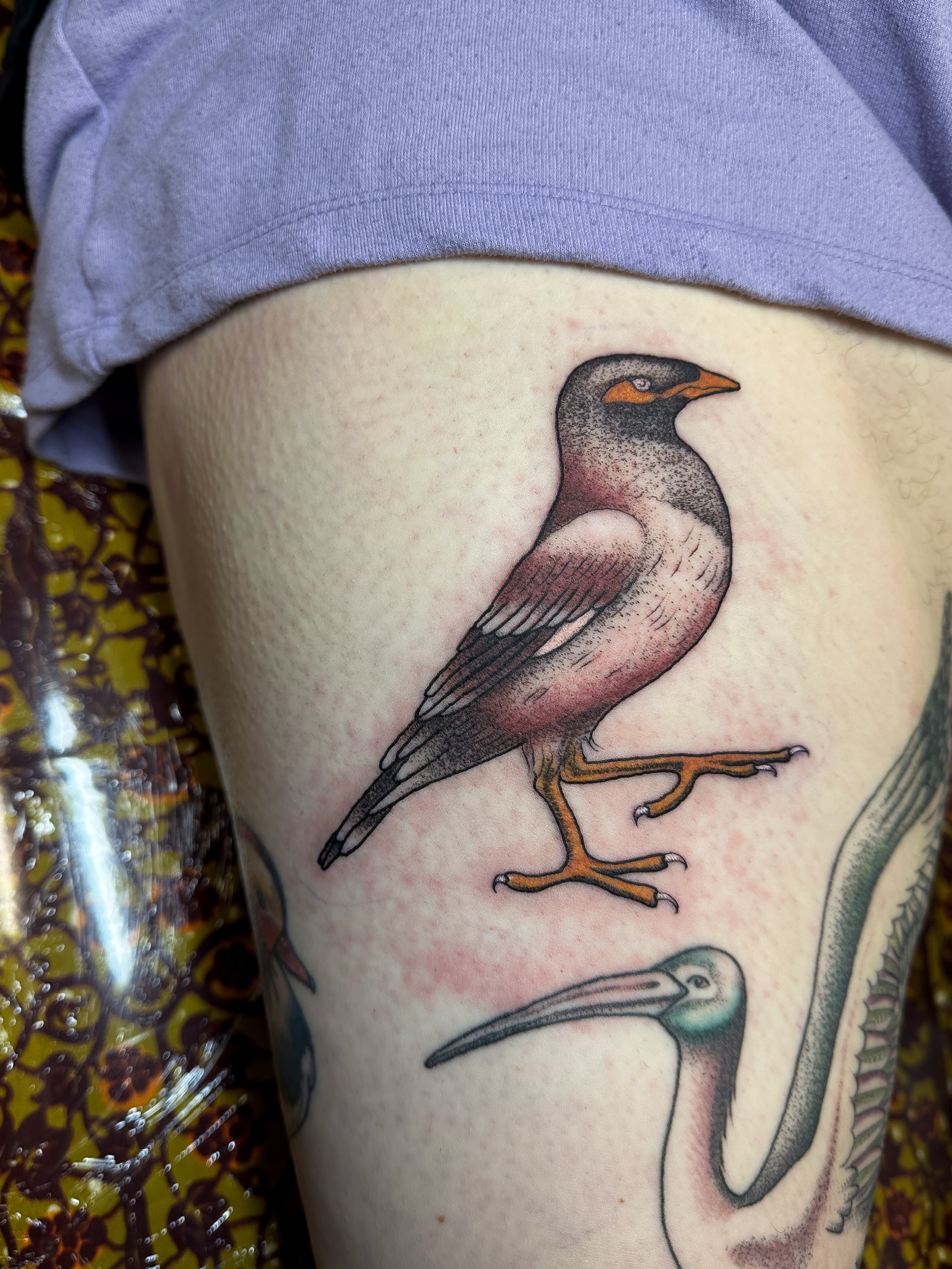 Bird realism tattoo on the thigh by Hannah Eddy
