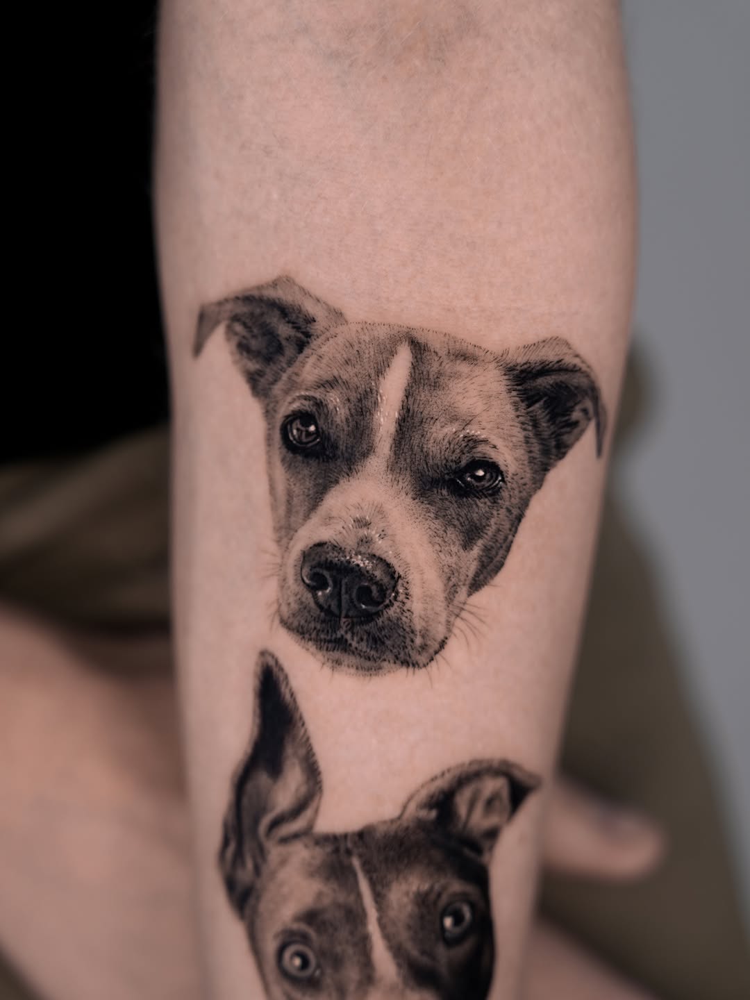 Dog portraits realism tattoo on the forearm by Jun