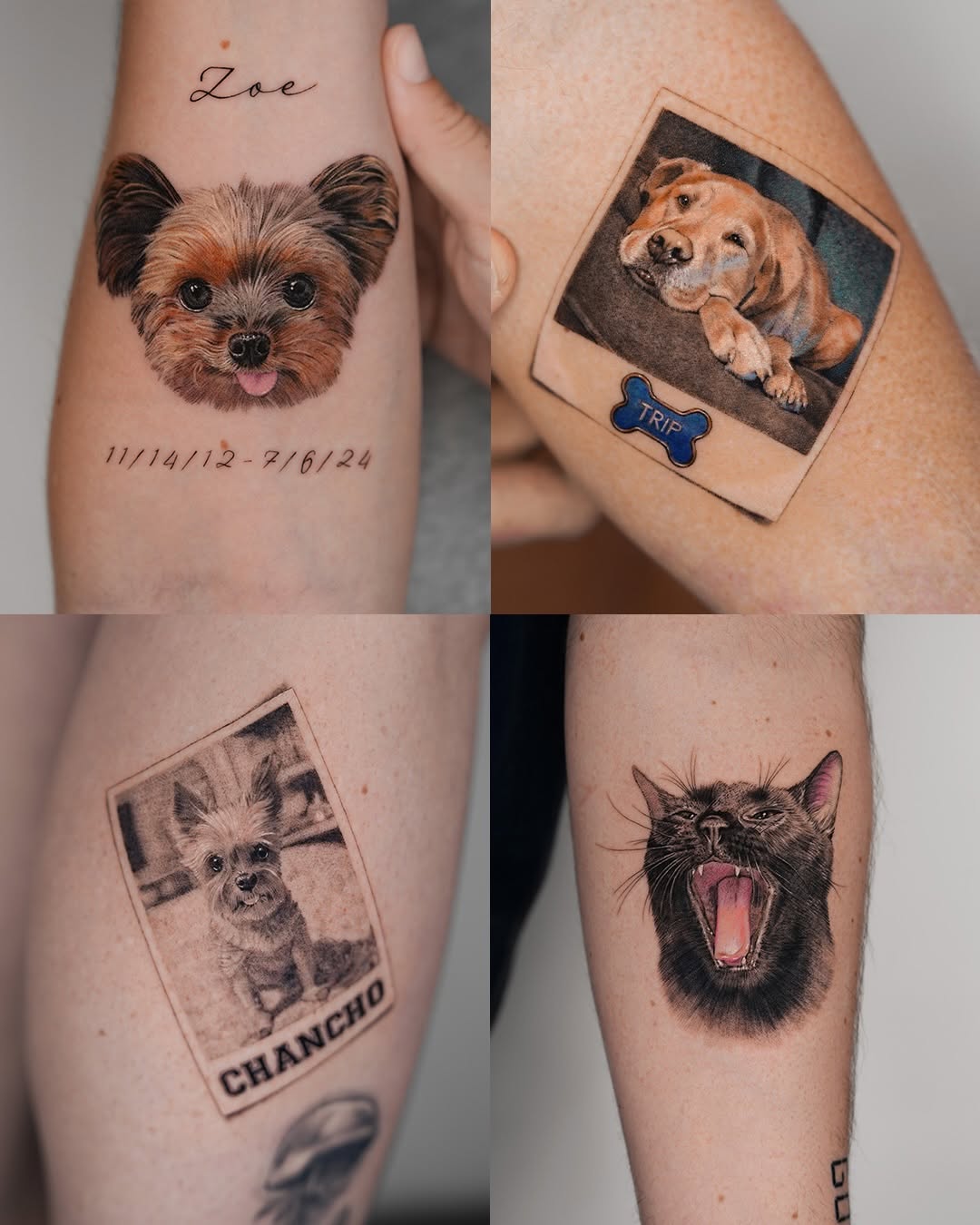 Dog portrait with name and dates realism tattoo on the forearm by Jun
