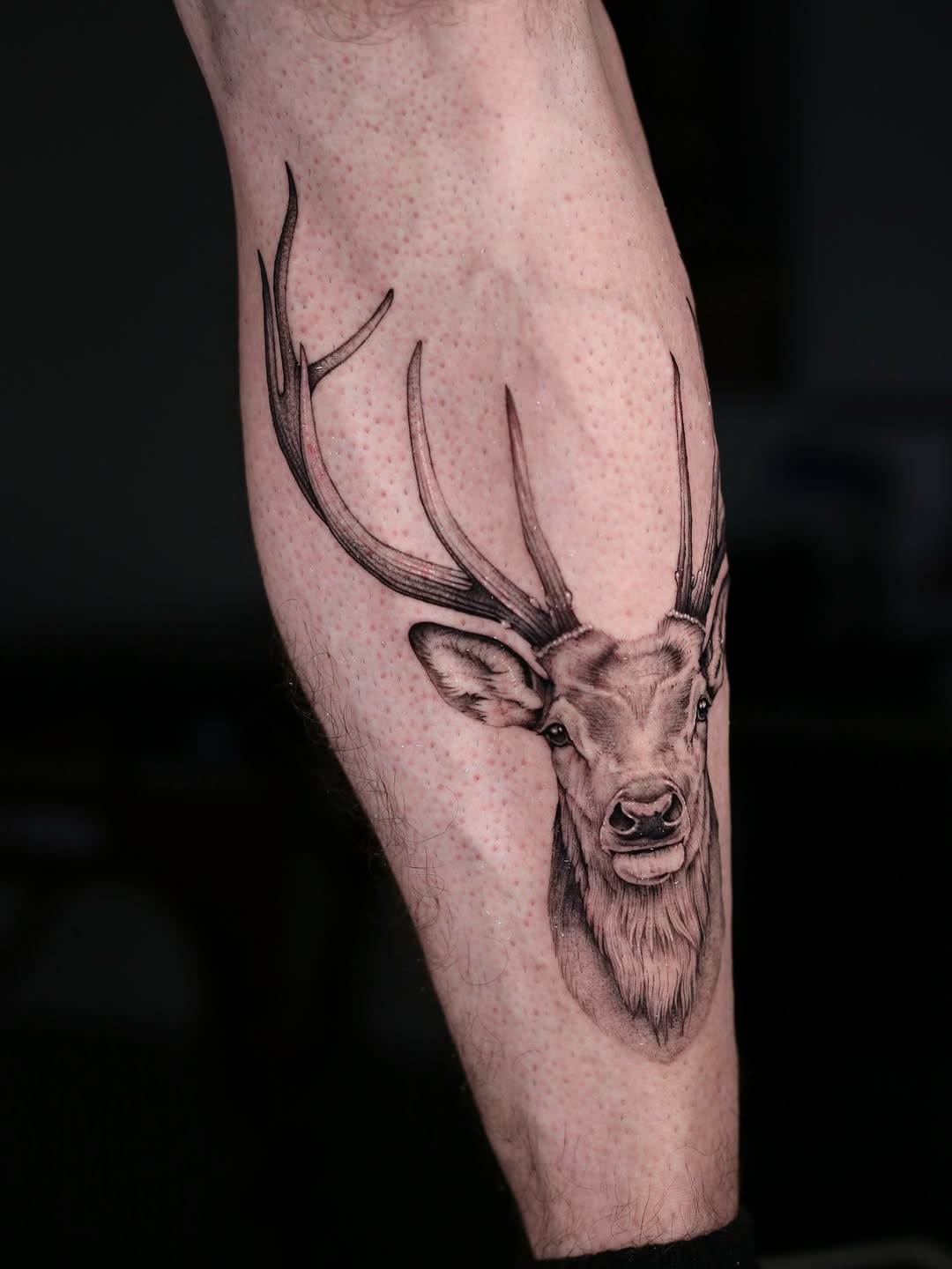 Deer head fine line tattoo on the forearm by Steve Franciosa