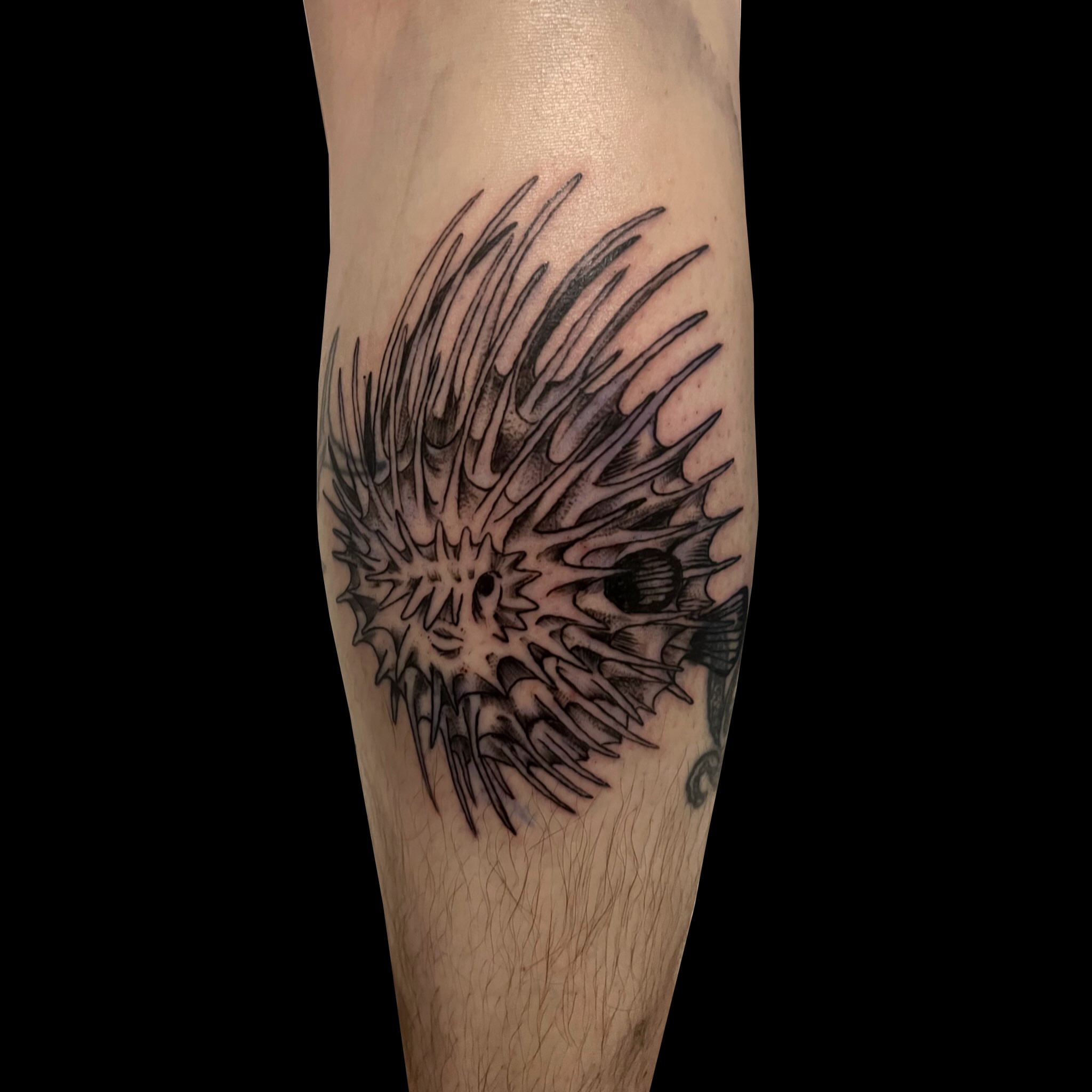 Urchin black and grey tattoo on the forearm by ren
