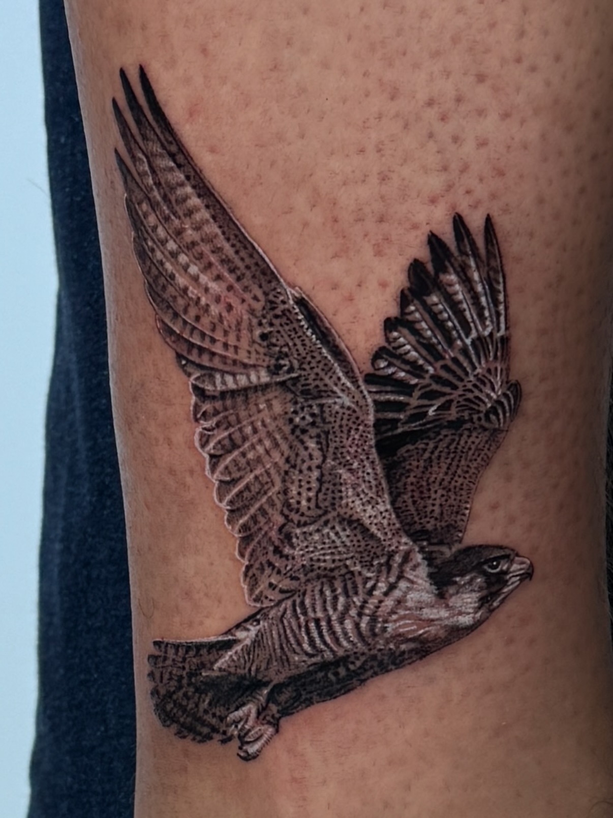 Falcon realism tattoo on the forearm by Dan Sprague