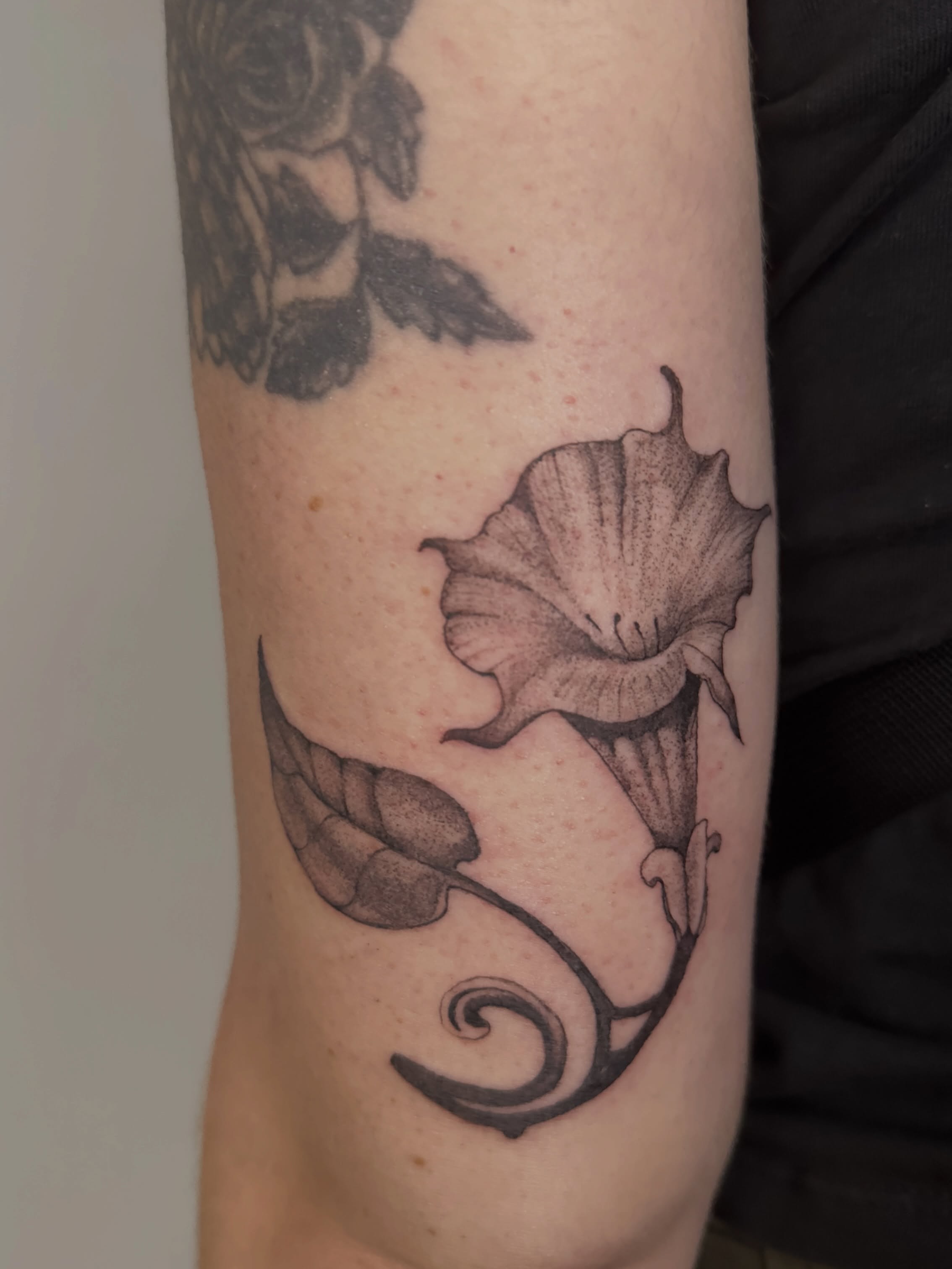 Morning glory black and grey tattoo on the forearm by Sadie Spades Philly Tattoos