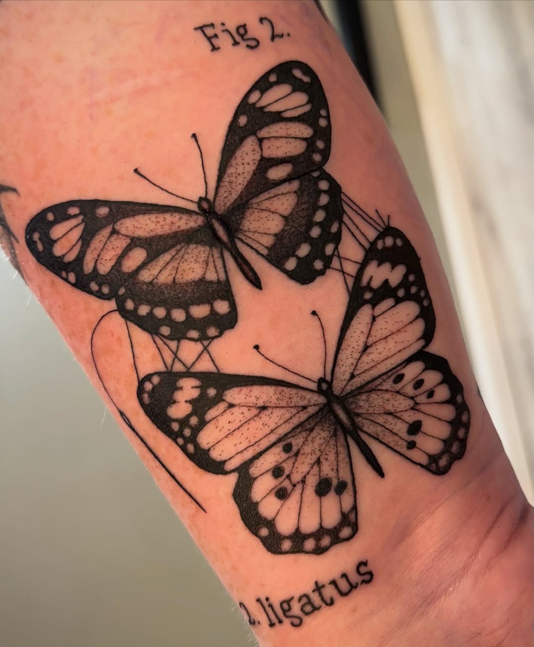 Tattoo by @tk.tattoos — black_and_grey, dotwork