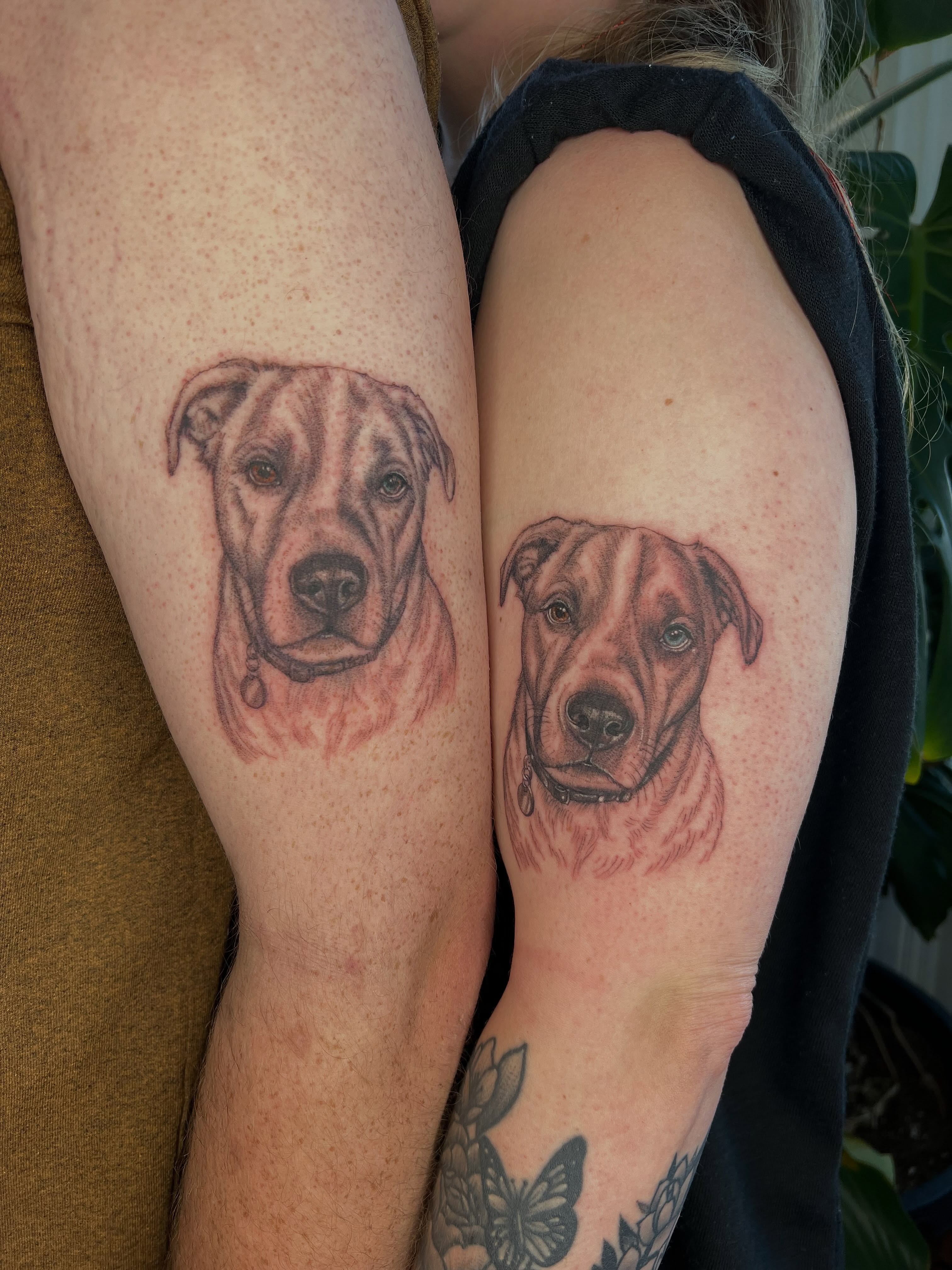 Dog portraits realism tattoo on the forearm by Jordi WA Tacoma Tattooer
