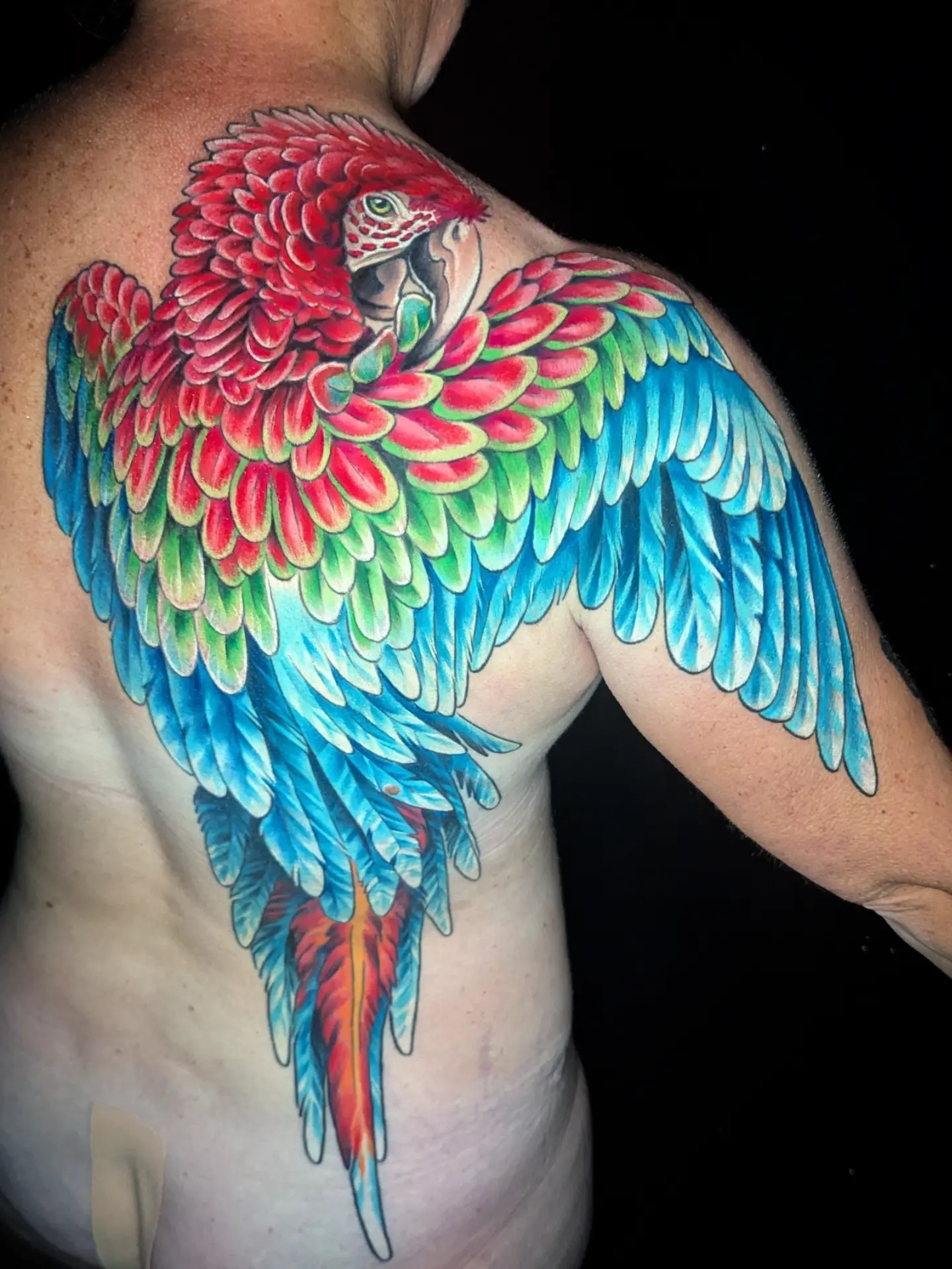 Parrot realism tattoo on the shoulder by Devon Greig