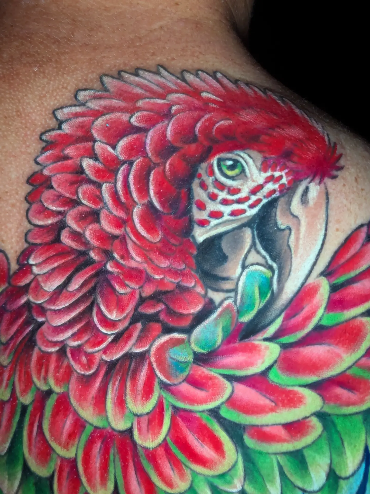 Macaw realism tattoo on the shoulder by Devon Greig