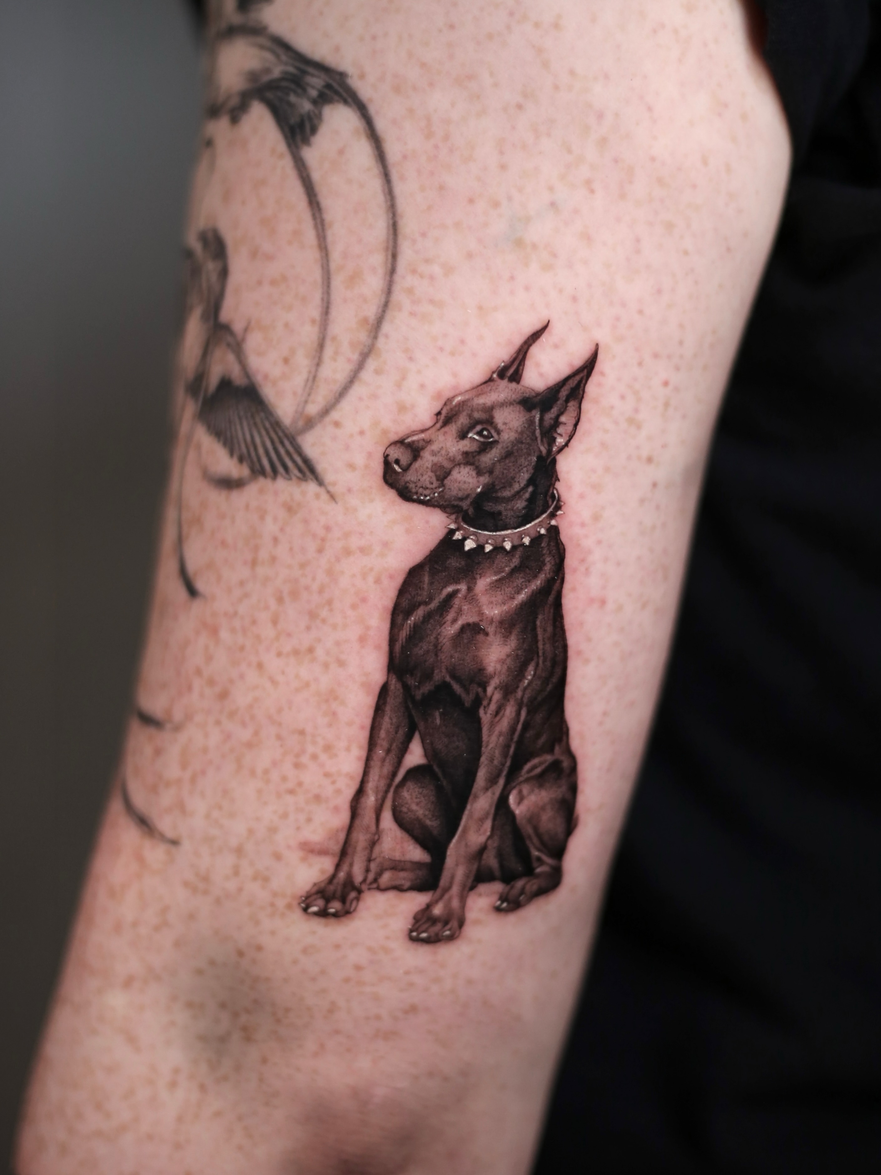 Doberman dog realism tattoo on the forearm by Steve Franciosa