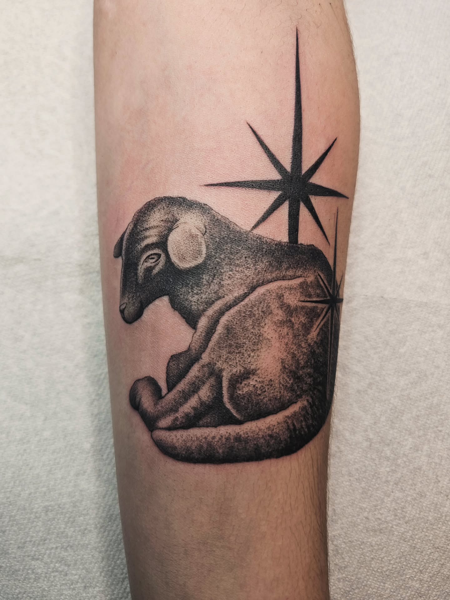 Koala dotwork tattoo on the forearm by Adriannah Esparza