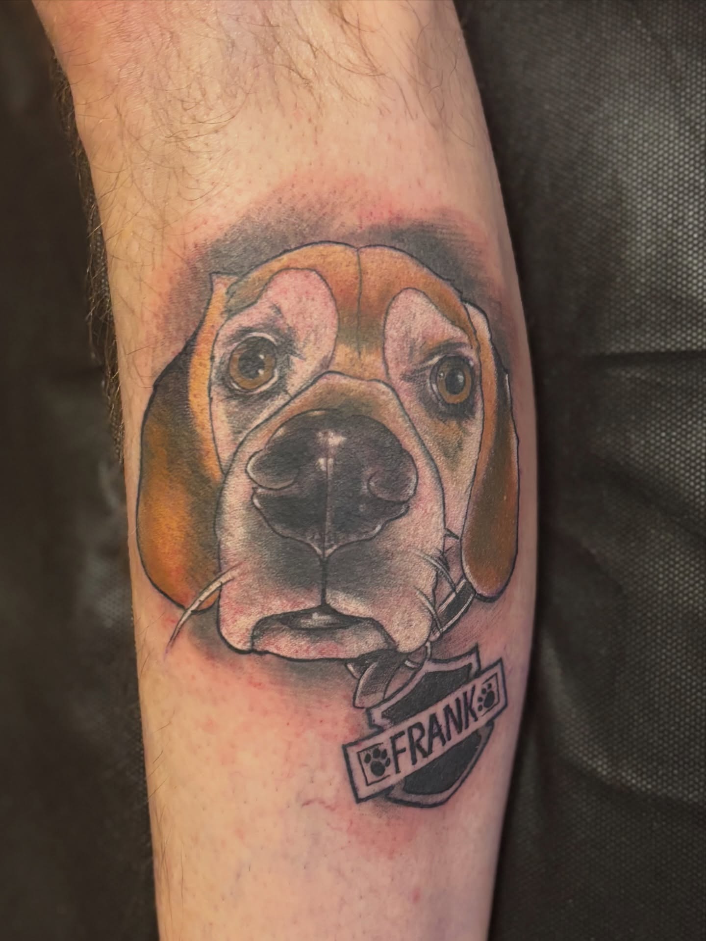 Beagle realism tattoo on the forearm by Komfort Kristy