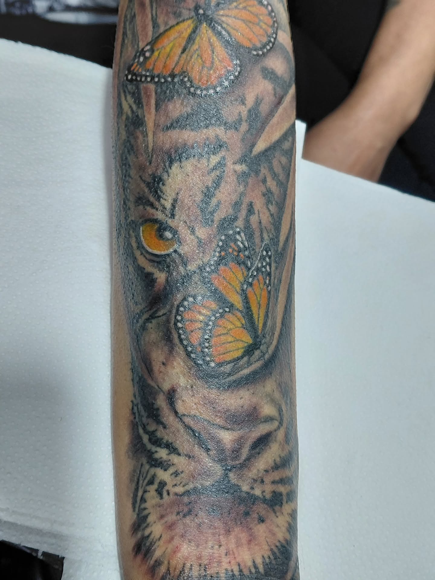 Tiger with butterflies realism tattoo on the forearm by Jose Rodriguez