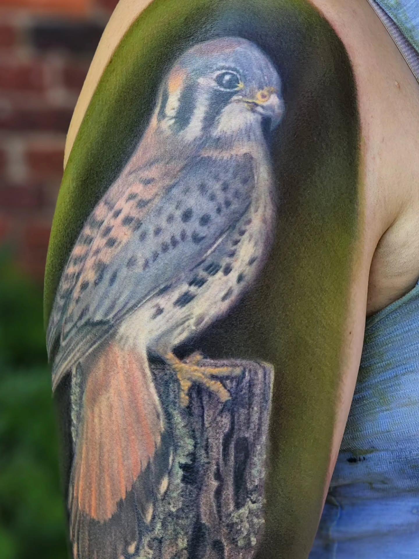 American Kestrel realism tattoo on the upper arm by Katie Palmer