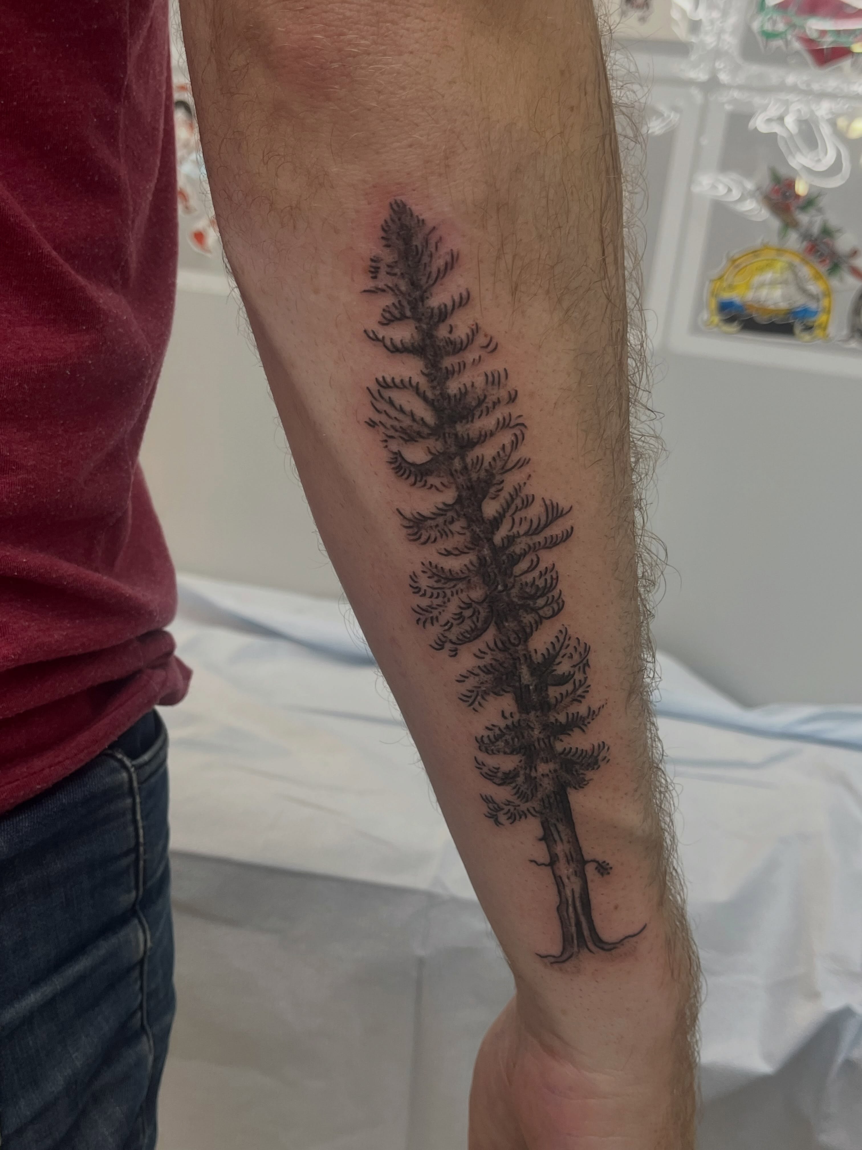 Pine tree fine line tattoo on the forearm by Sour Tattoo, Somerville, Massachusetts