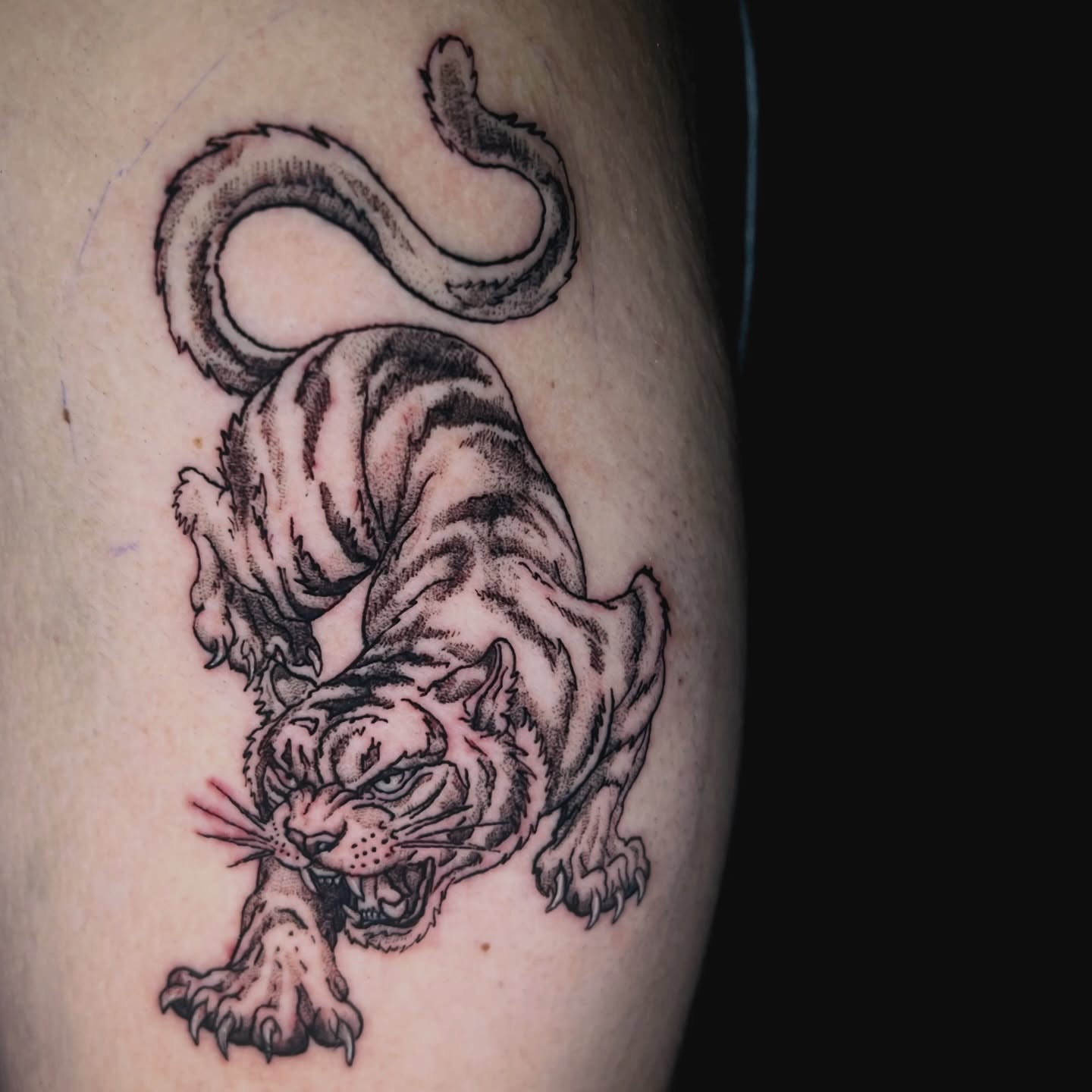 Tiger black and grey tattoo on the thigh by Evan Intveld