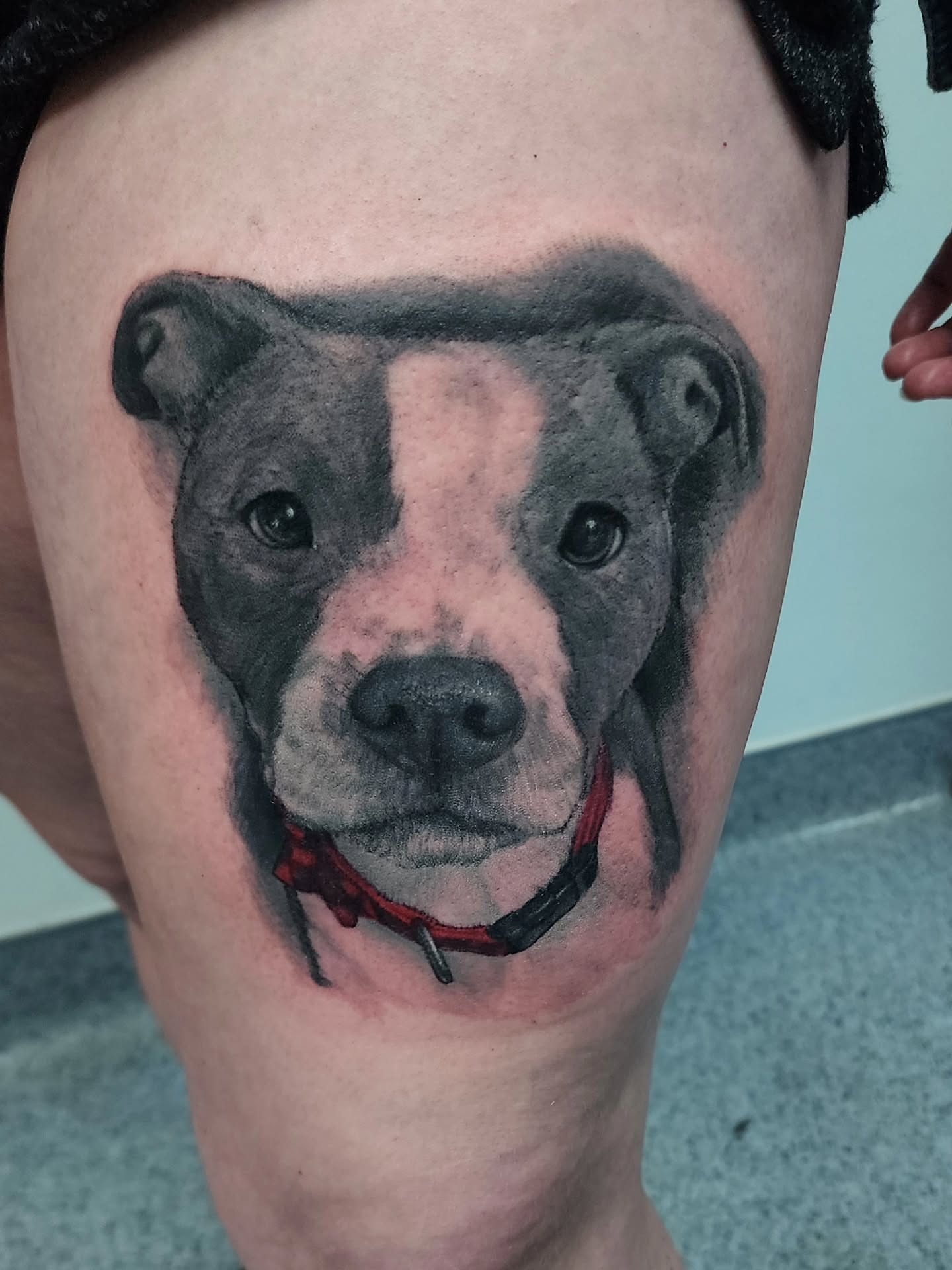 Pit bull realism tattoo on the thigh by Katie Palmer