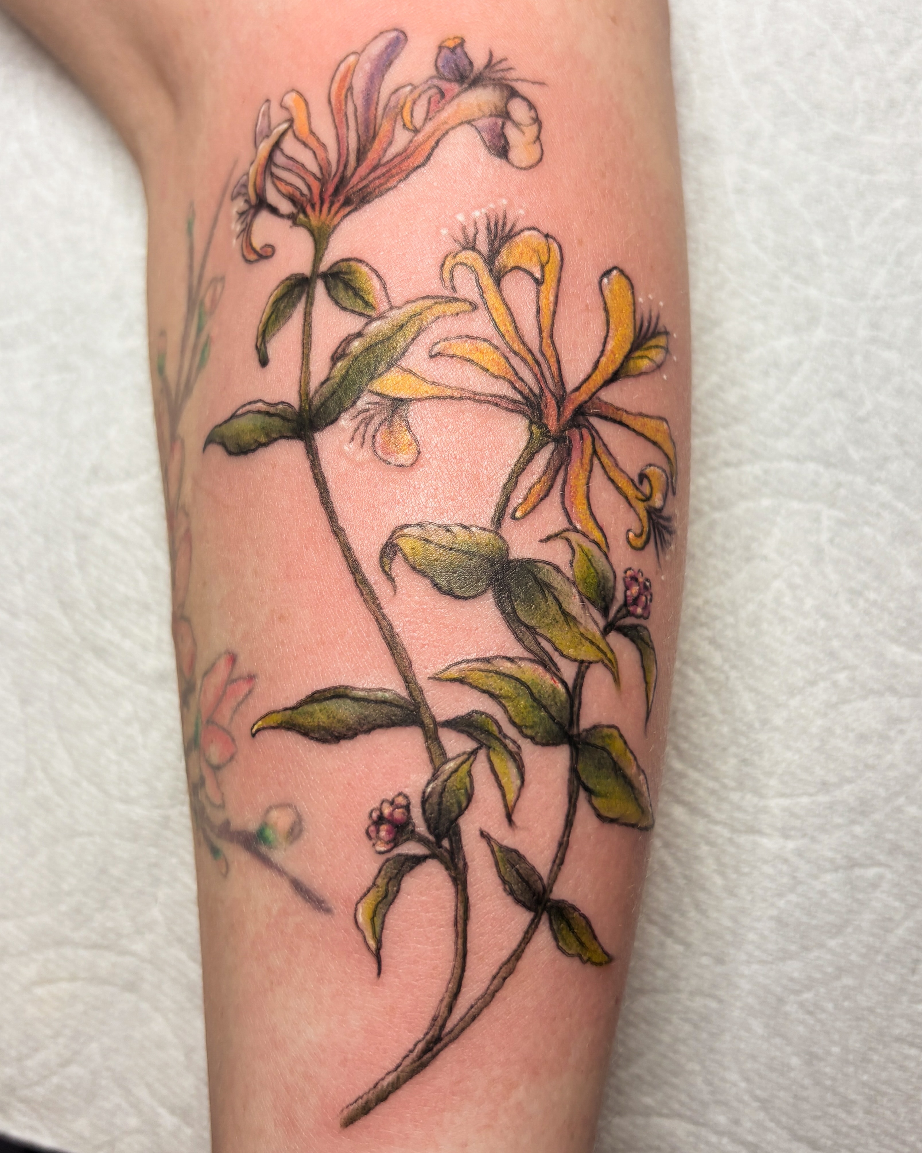 Honeysuckle realism tattoo on the forearm by Liz Cook