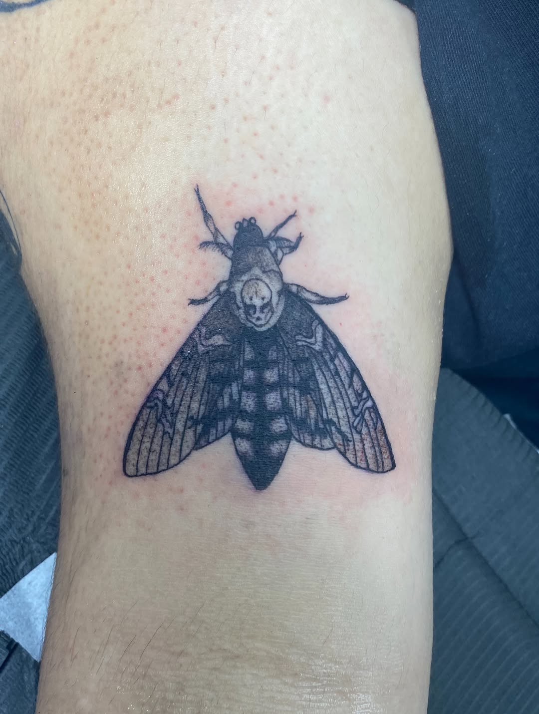 Death's-head hawkmoth with skull fine line tattoo on the thigh by MD Ariel🦷