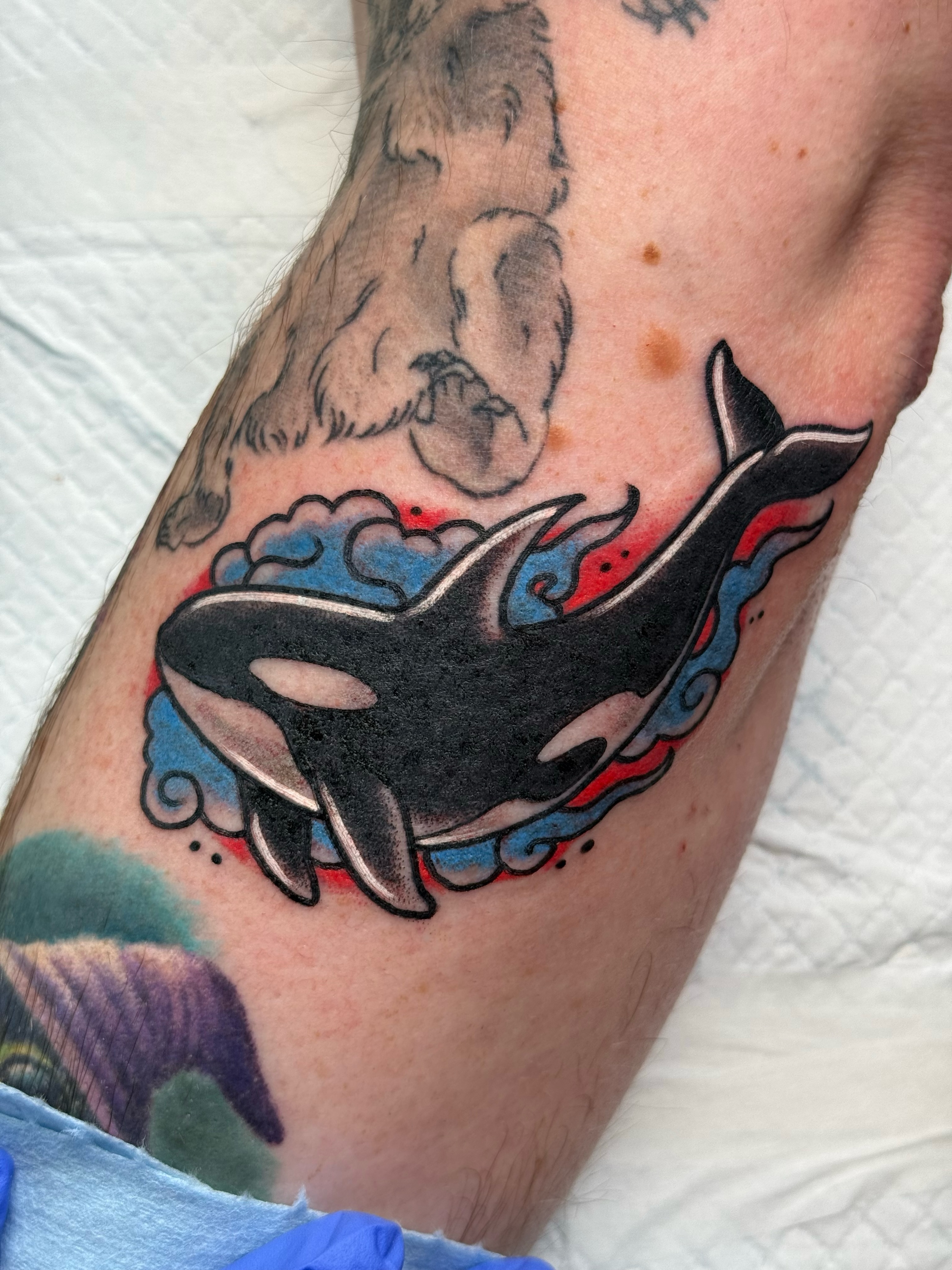 Killer whale American traditional tattoo on the forearm by Chelsea Graham, Seattle, Washington