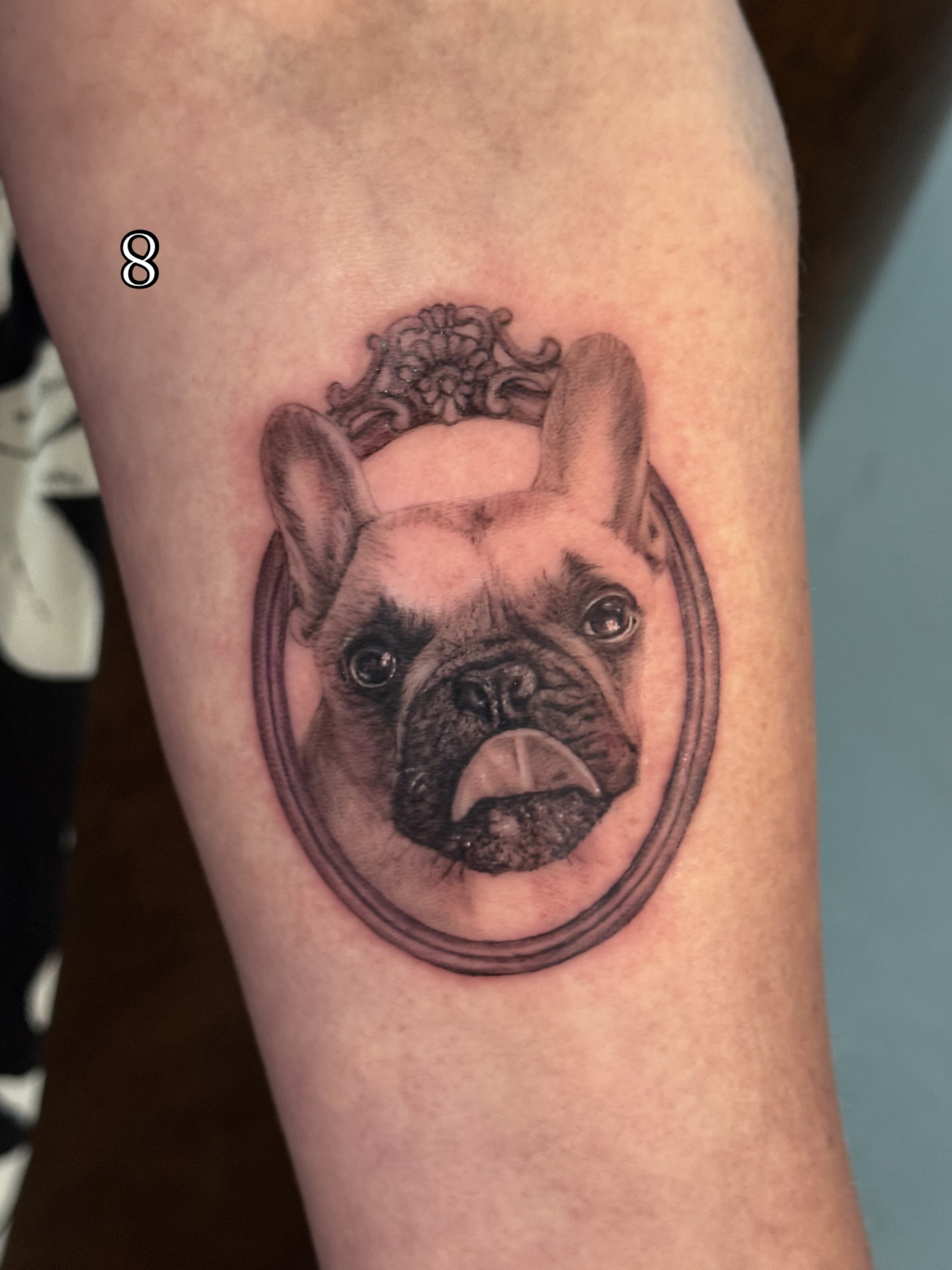 French bulldog realism tattoo on the forearm by Mia