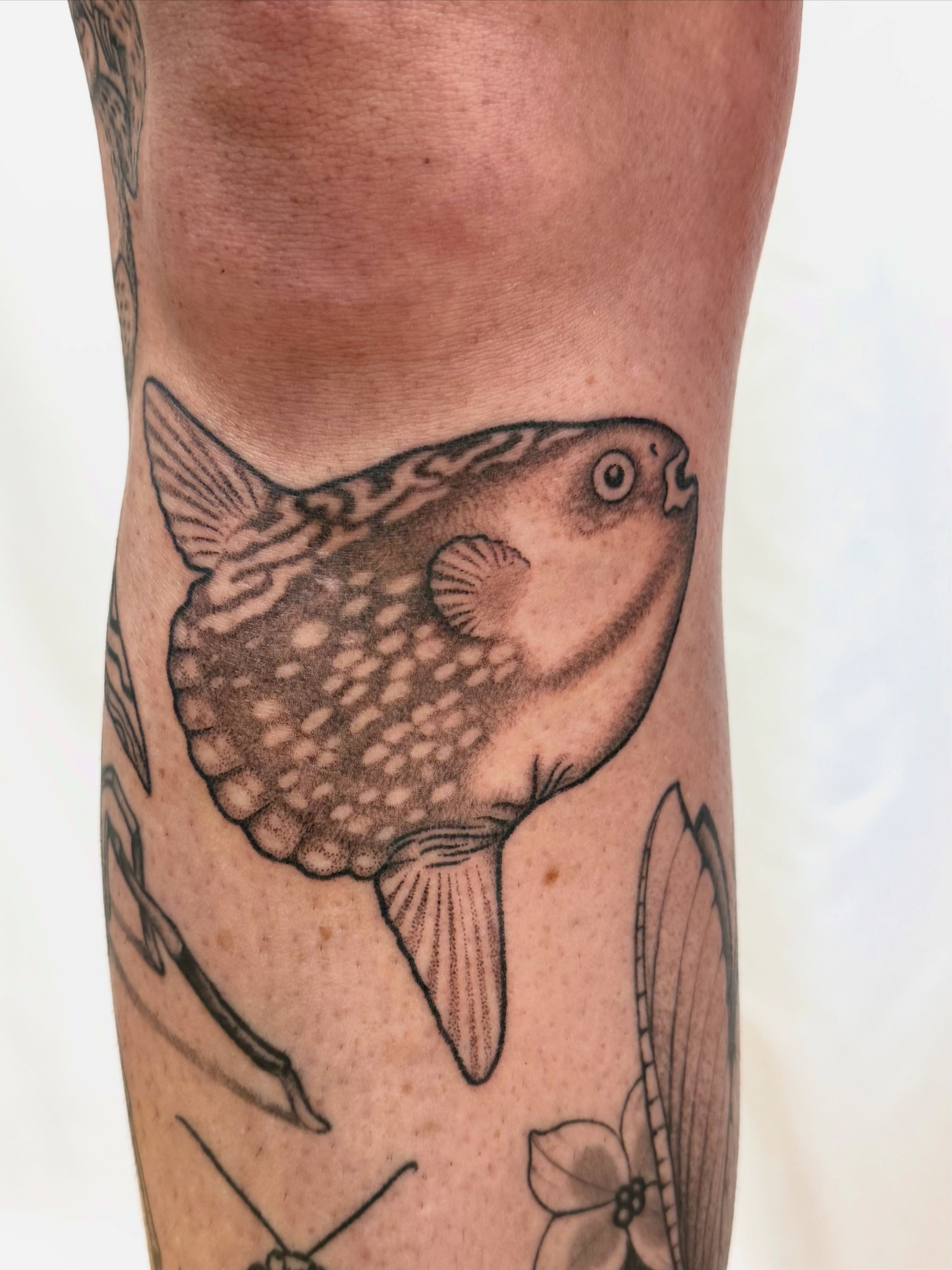 Puffer fish dotwork tattoo on the forearm by Melia Mariko