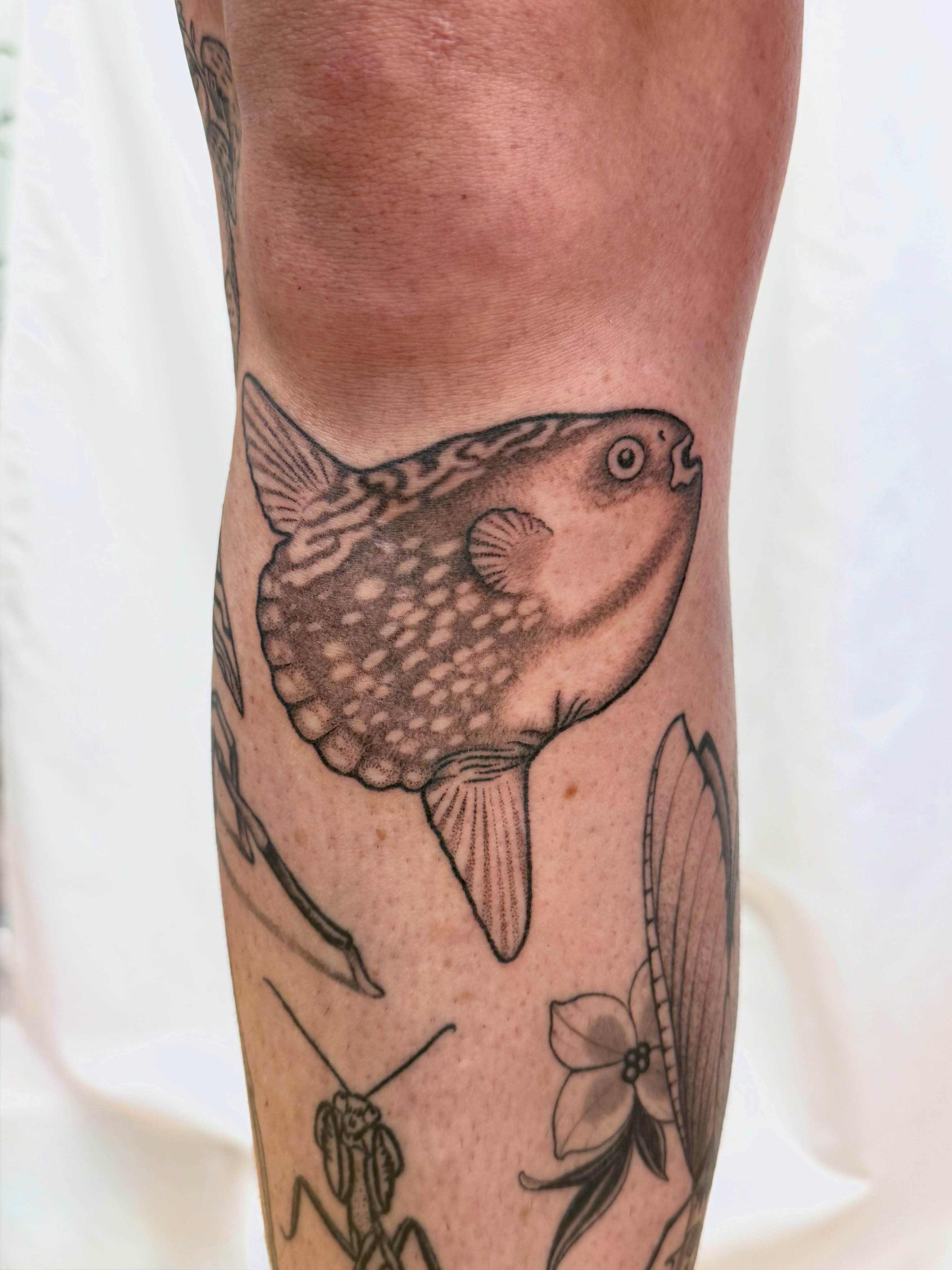 Puffer fish dotwork tattoo on the forearm by Melia Mariko