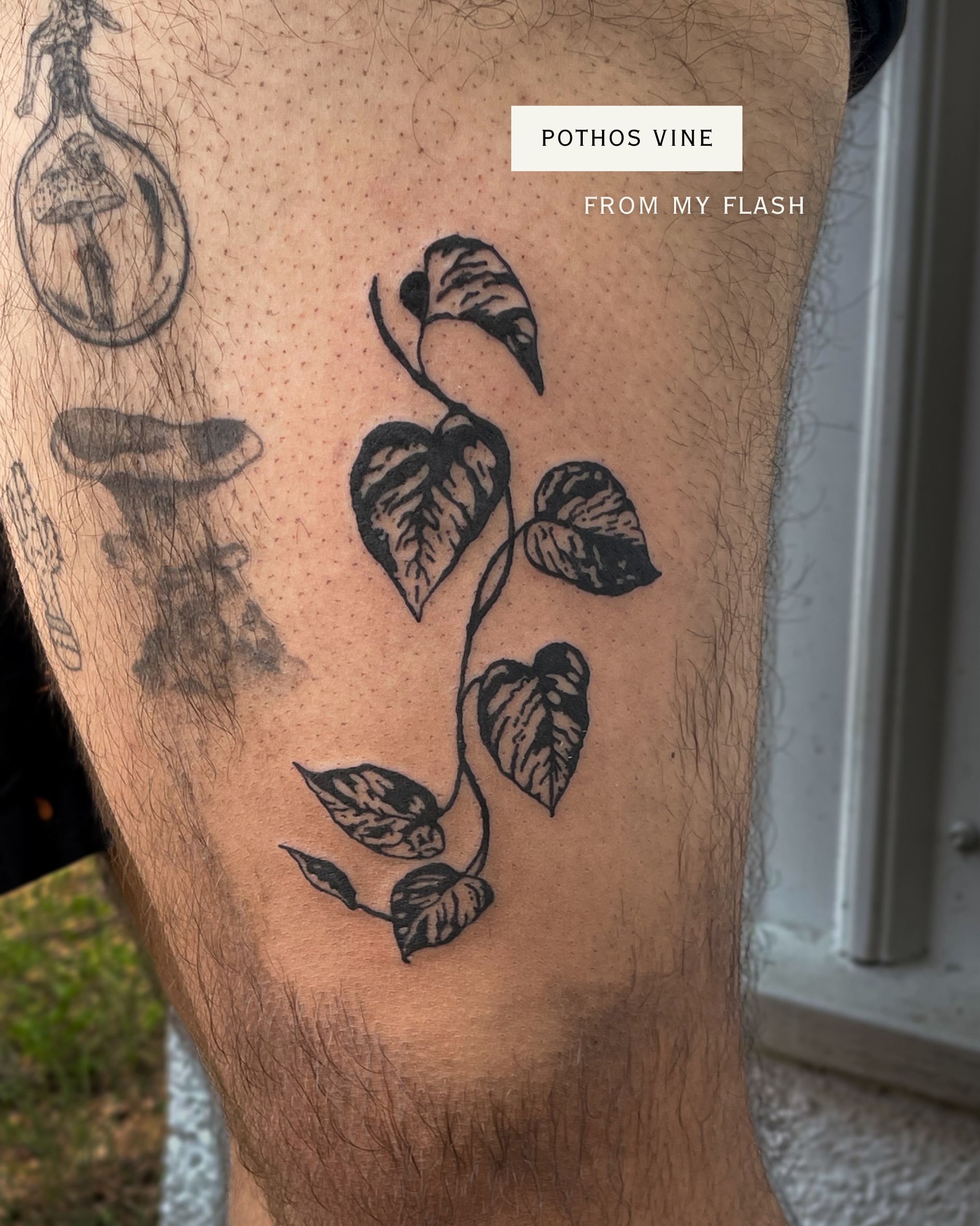 Pothos vine black and grey tattoo on the thigh by Amy