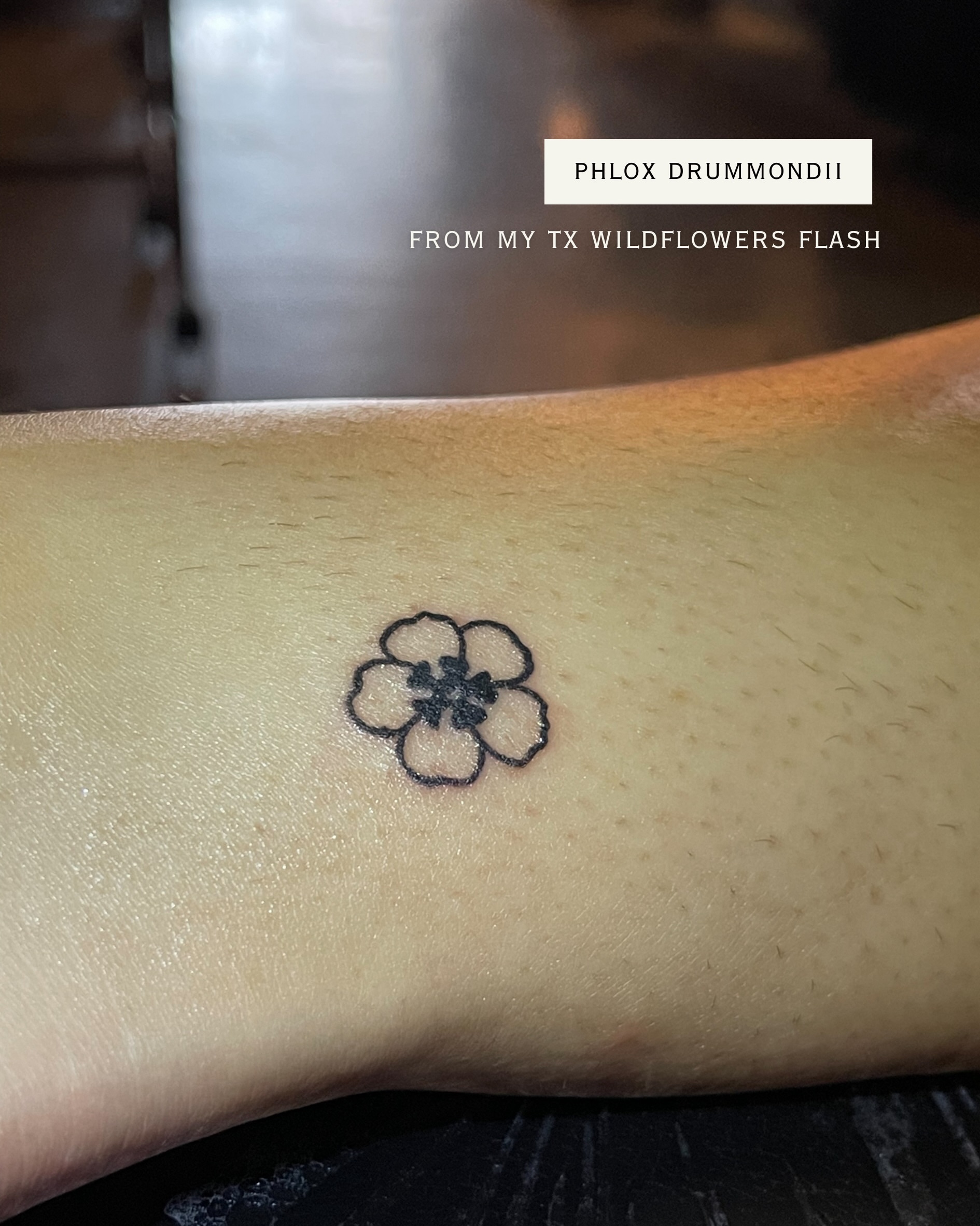 Phlox drummondii black and grey tattoo on the forearm by Amy