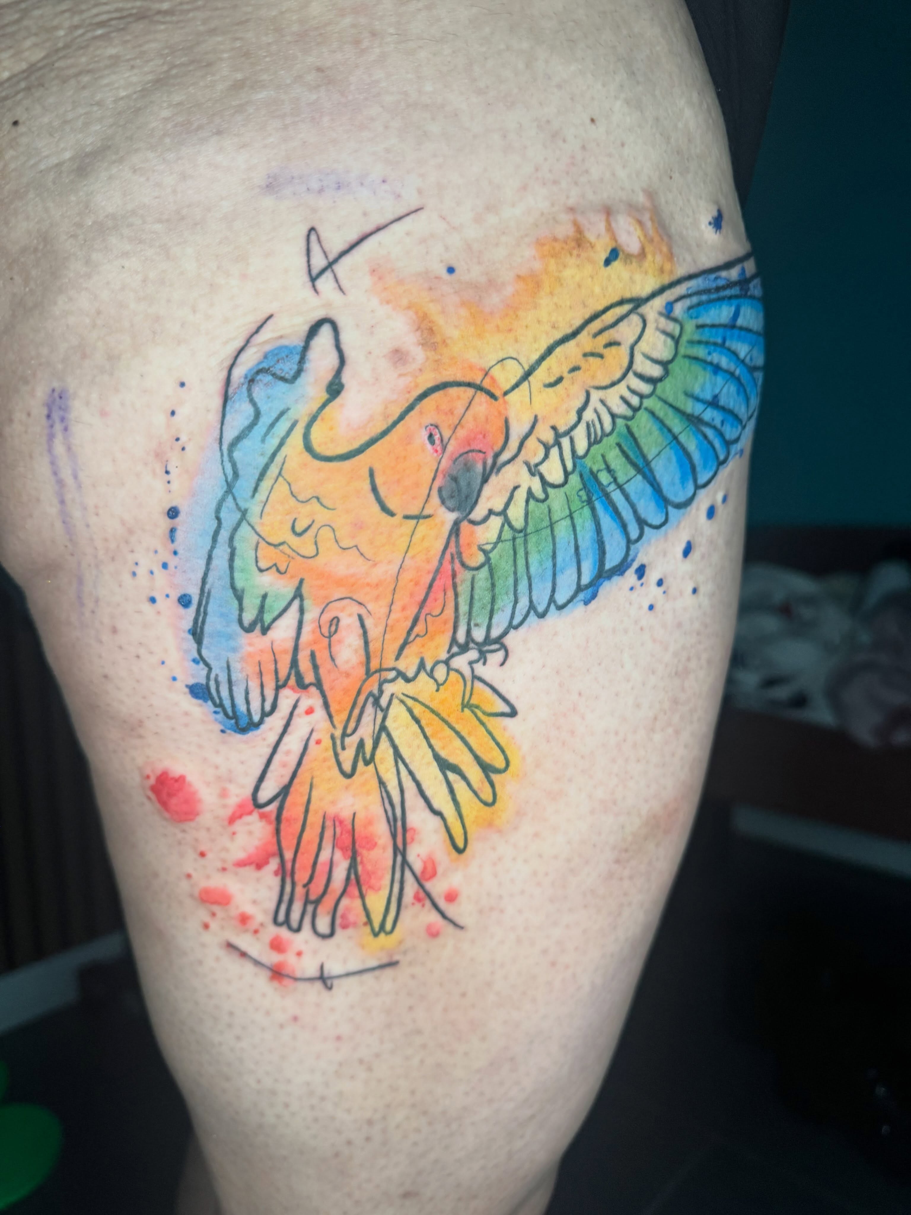 Parrot watercolor tattoo on the thigh by Paula.p.tattoos