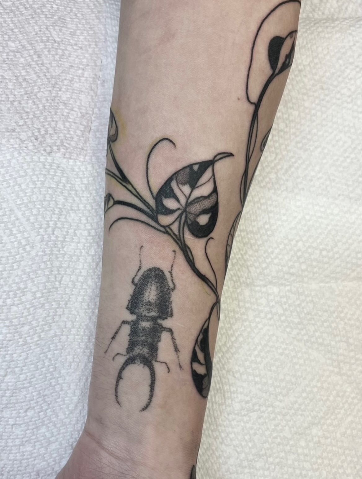 Stag beetle and floral vine black and grey tattoo on the forearm by ᴴᴬᴺᴺᴬᴴ ᴿᵁᴰᴰᴱᴸᴸ