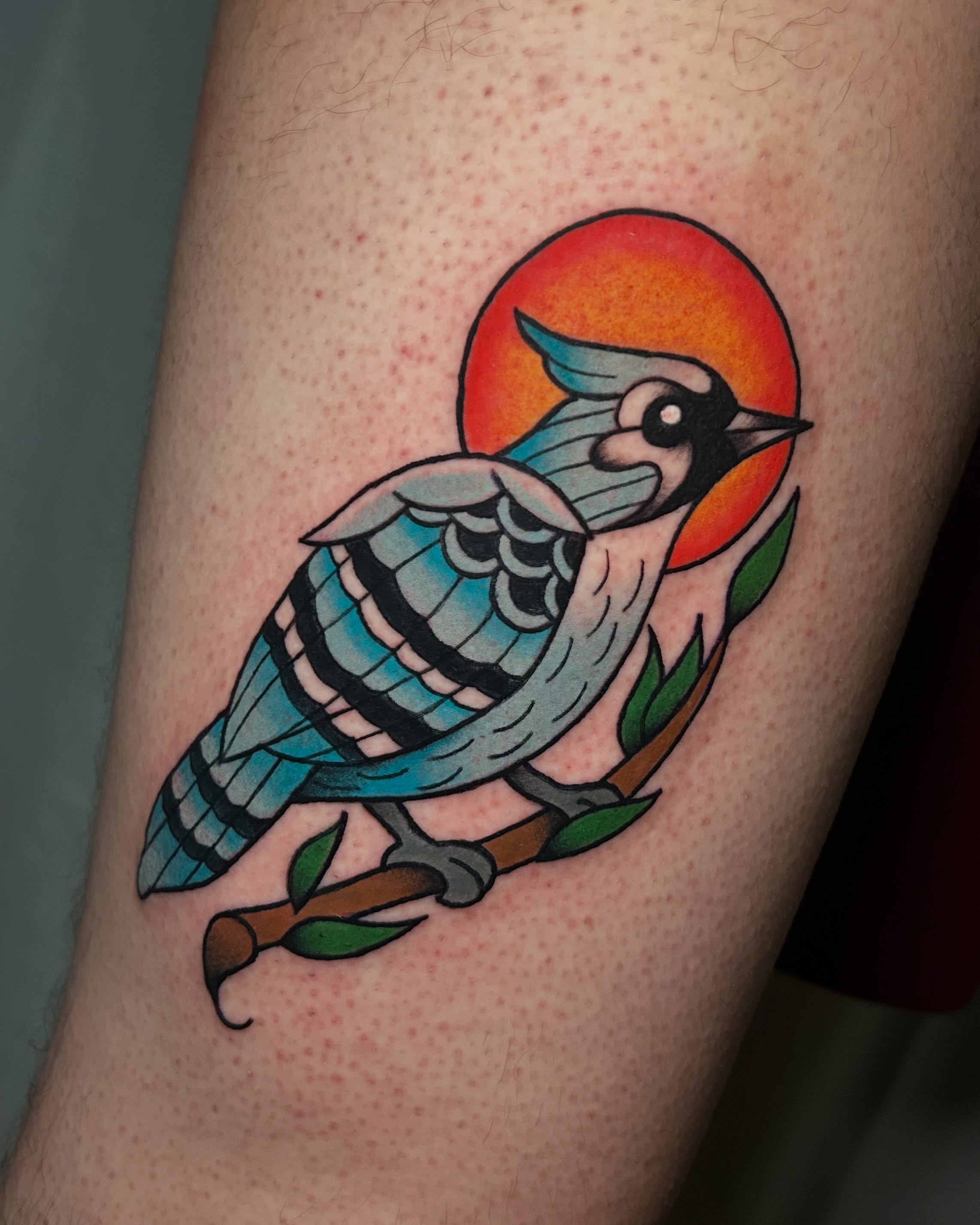 Blue jay American traditional tattoo on the forearm by Cat ツ
