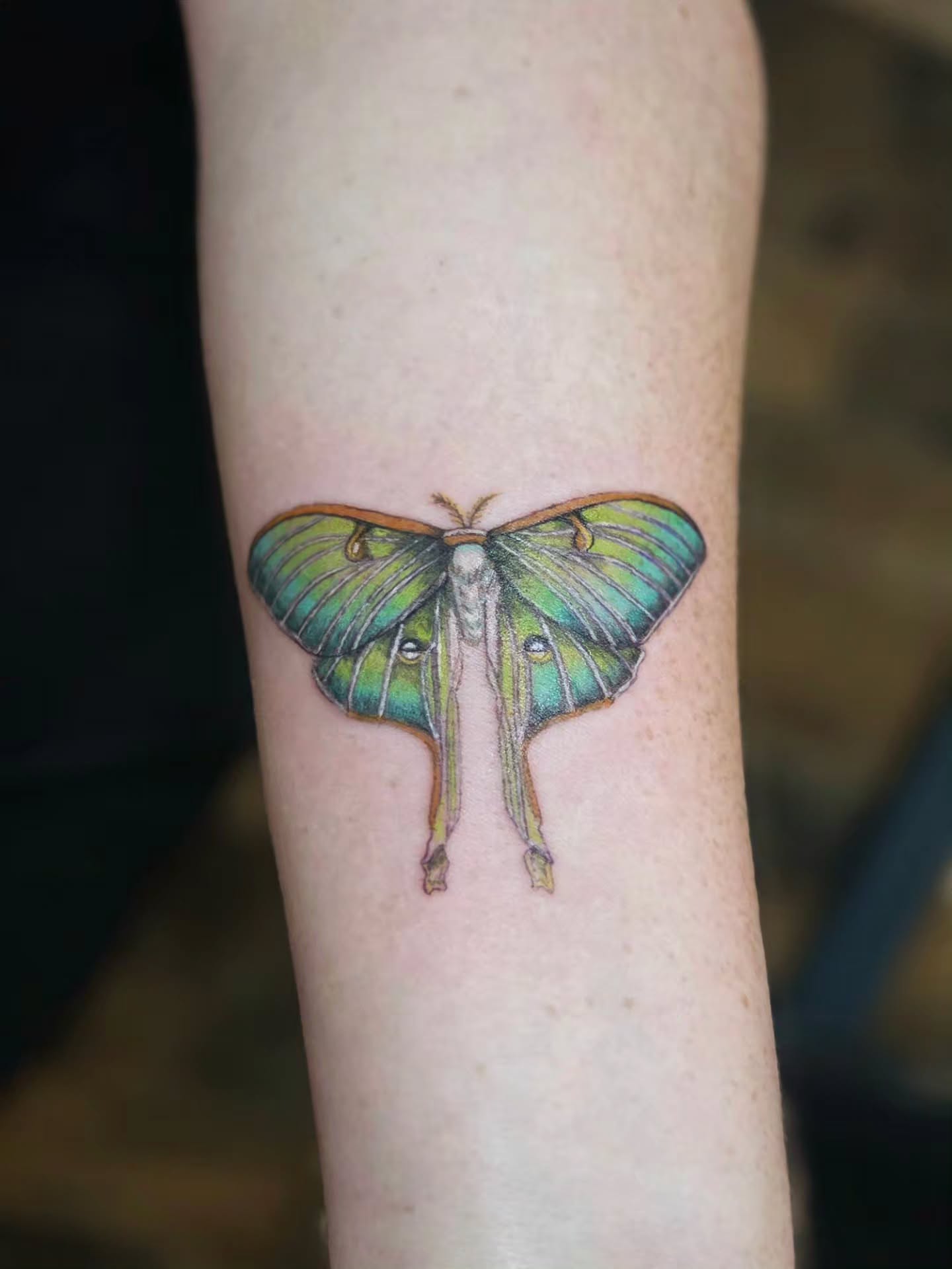 Moon moth realism tattoo on the forearm by Courtney, Lakewood, Ohio