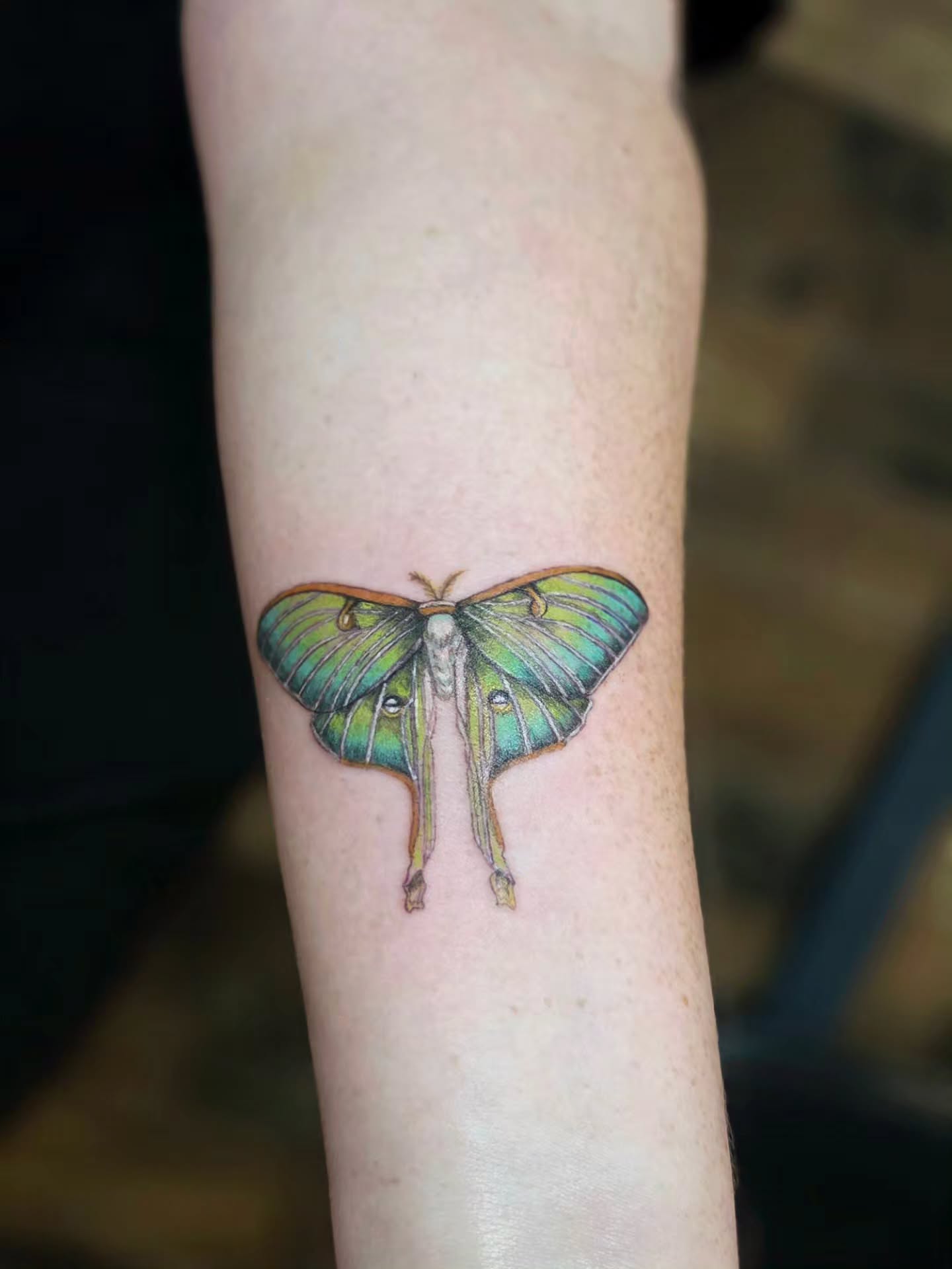 Moon moth realism tattoo on the forearm by Courtney, Lakewood, Ohio