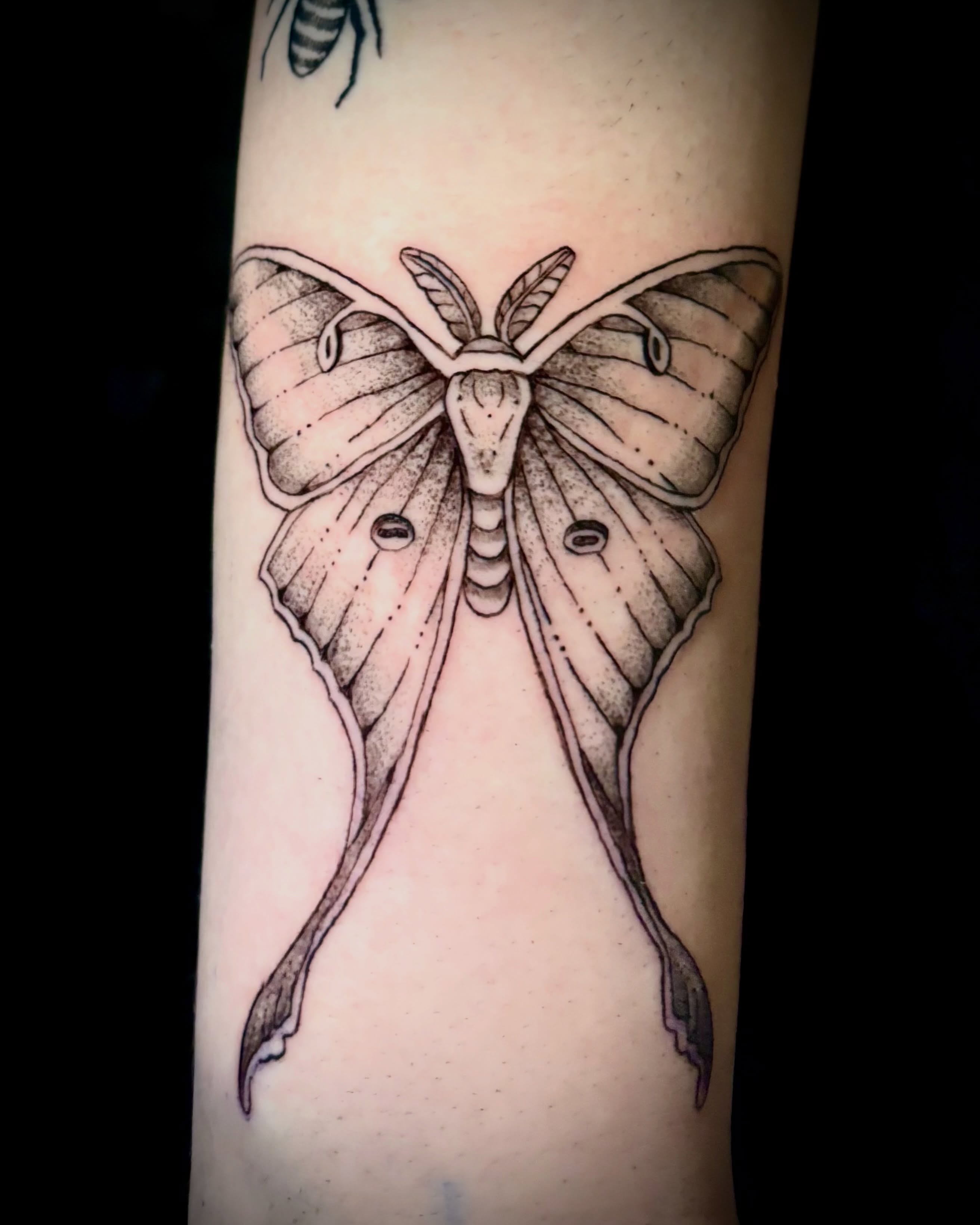 Moth dotwork tattoo on the forearm by Abby Ruok, Midvale, Utah