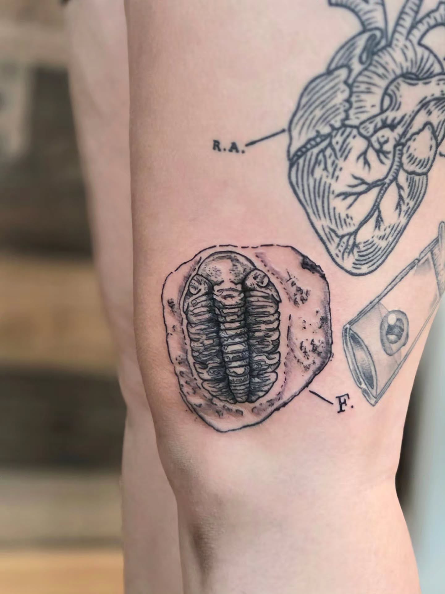 Trilobite black and grey tattoo on the forearm by Courtney, Lakewood, Ohio