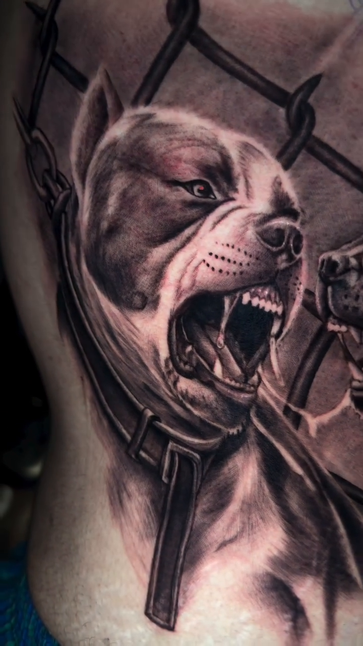 Two pitbulls fighting behind a fence realism tattoo by Denver Tattoo Artist