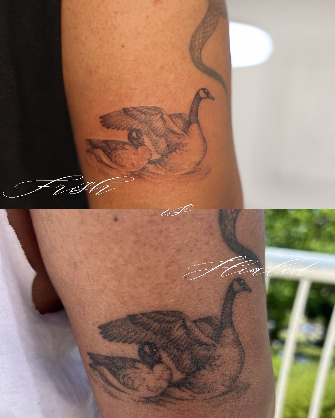 Goose and duckling black and grey tattoo on the forearm by Inna Petrova, Kitchener, Ontario