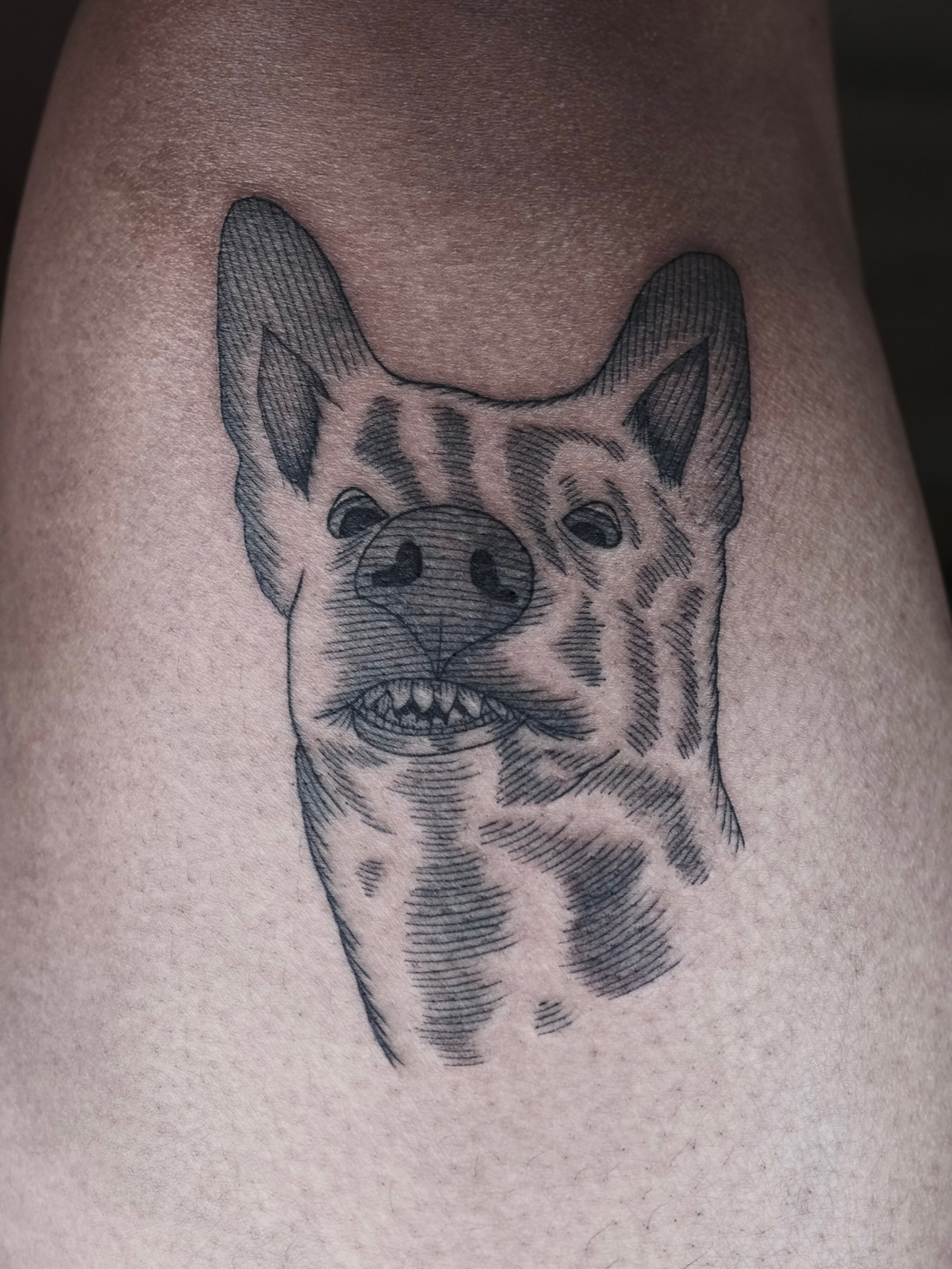 Hyena black and grey tattoo on the thigh by Peter(피터)