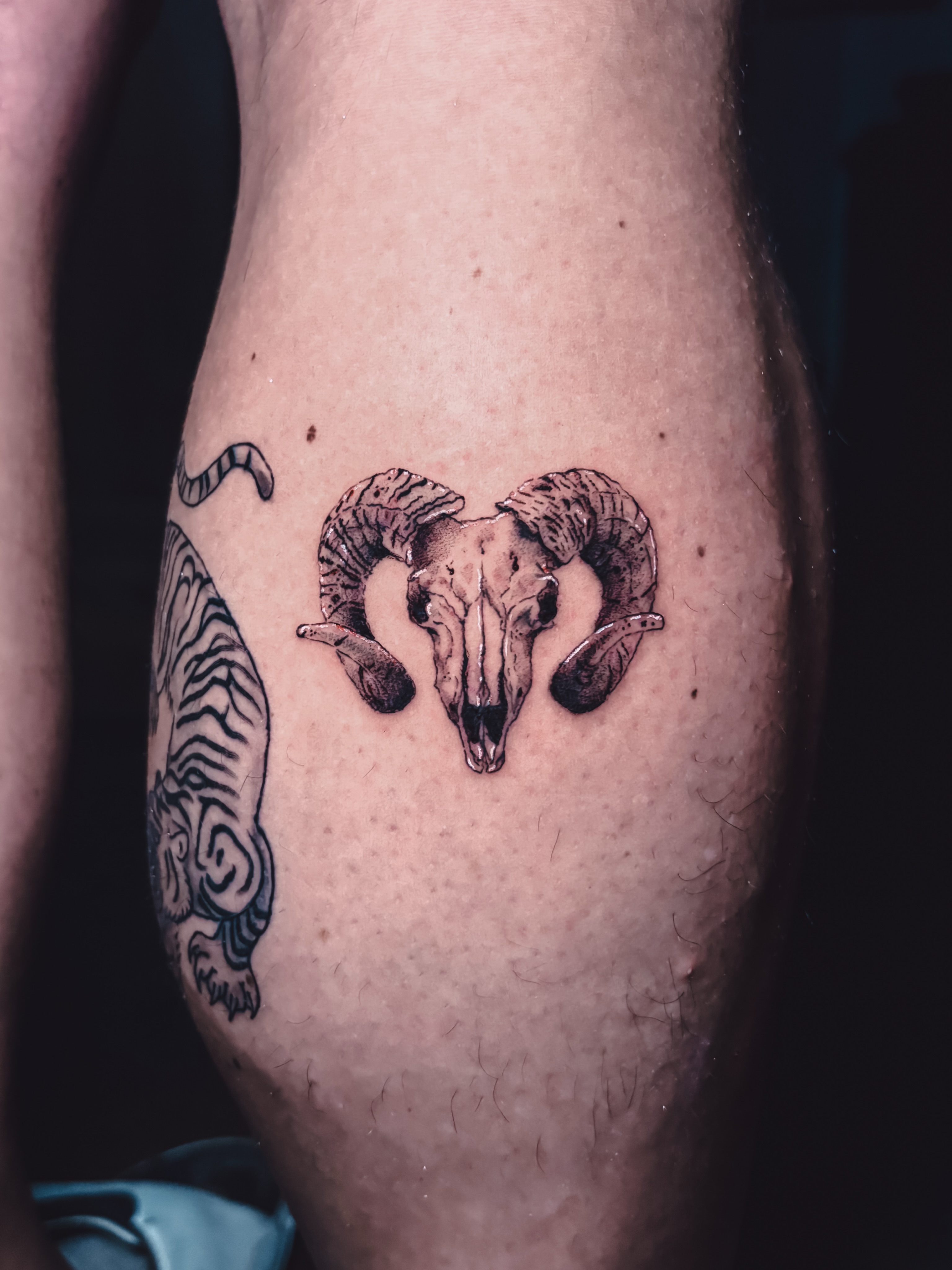 Ram skull black and grey tattoo on the forearm by Liz Cook