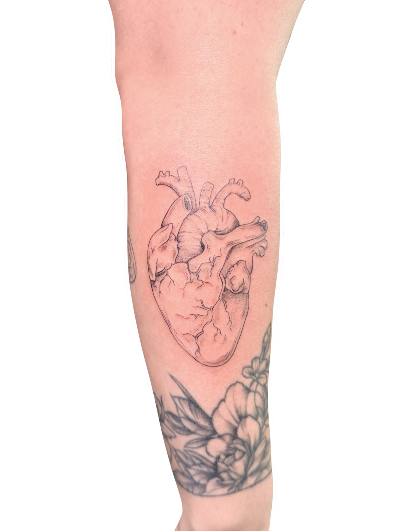 Anatomical heart realism tattoo on the calf by Fionna, Seattle, Washington