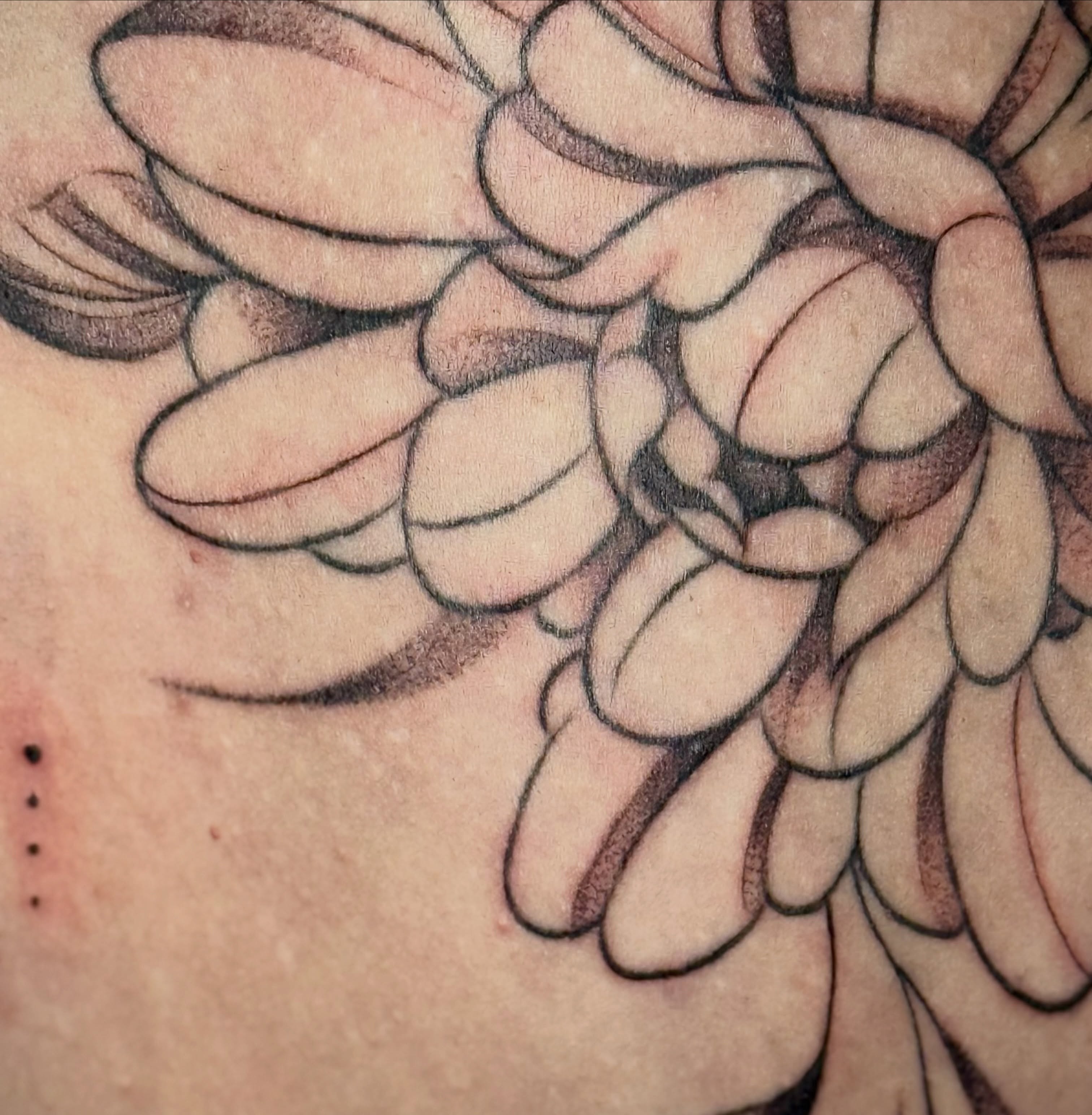Succulent black and grey tattoo on the back by ๐๐ญ๐ฆ๐จ๐ณ๐ข โ๐๐ฆ๐จโ ๐ฆต